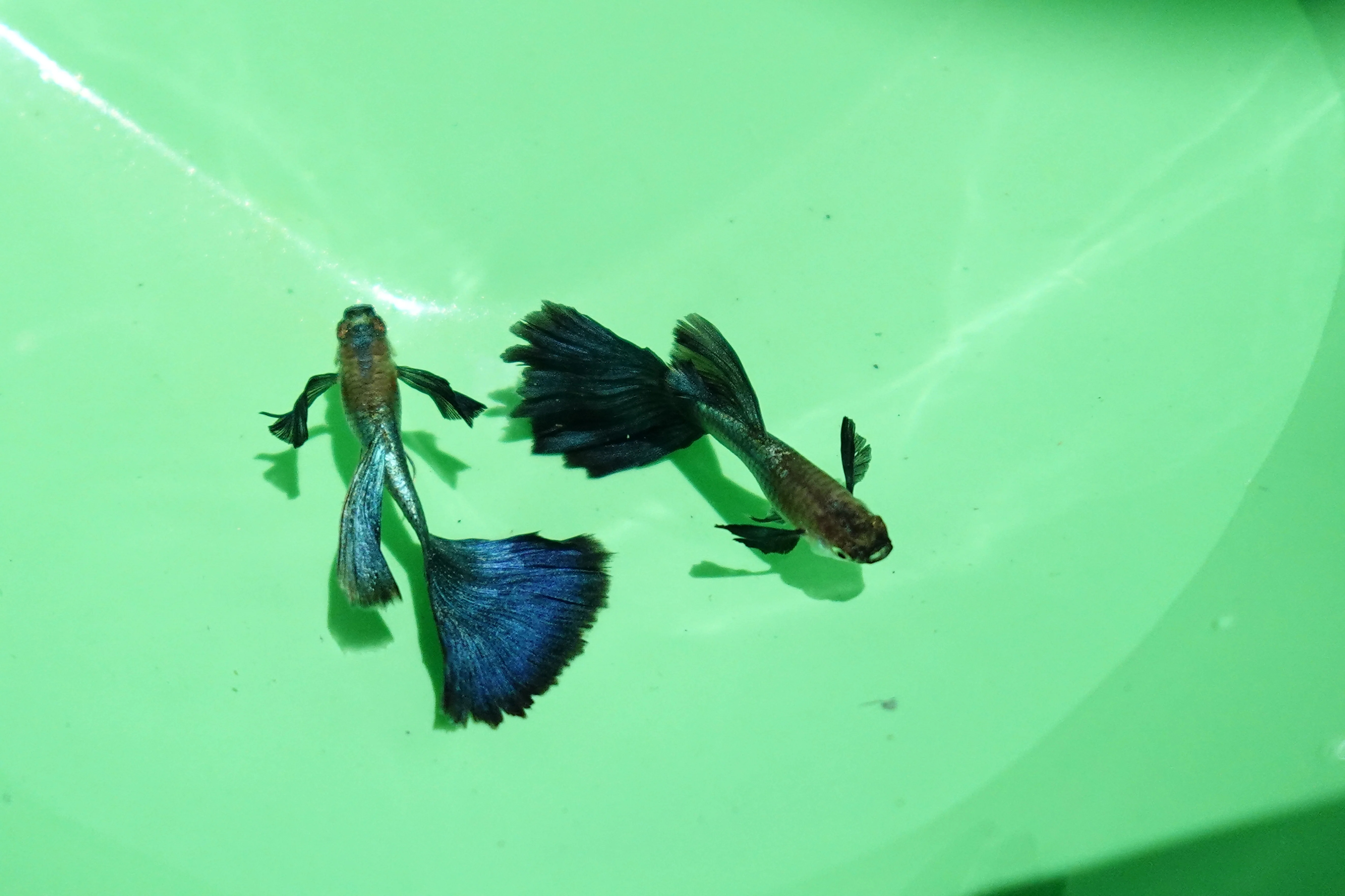 Japanese Blue Dumbo Ear Guppy Fish - Image 3