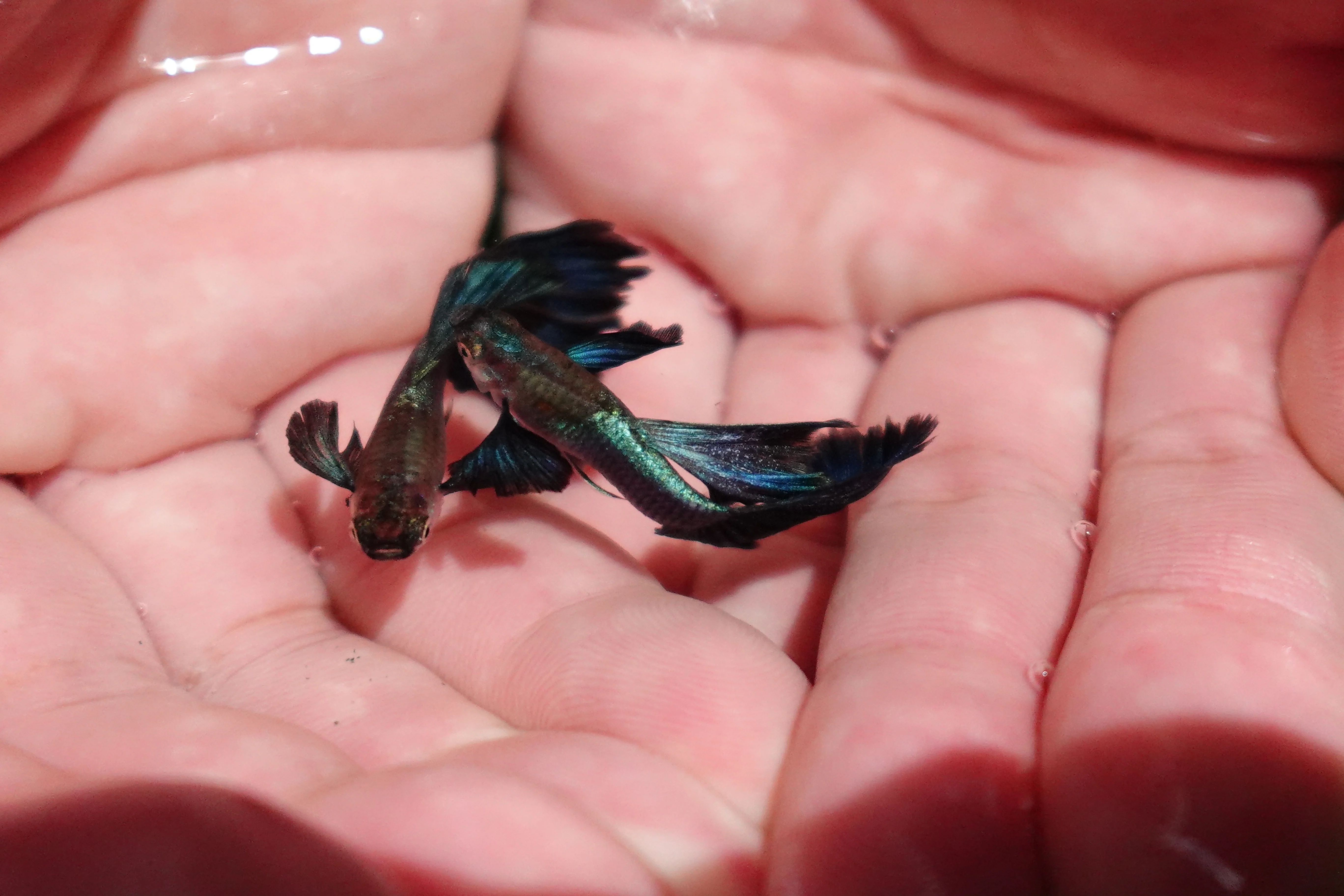 Japanese Blue Dumbo Ear Guppy Fish - Image 4