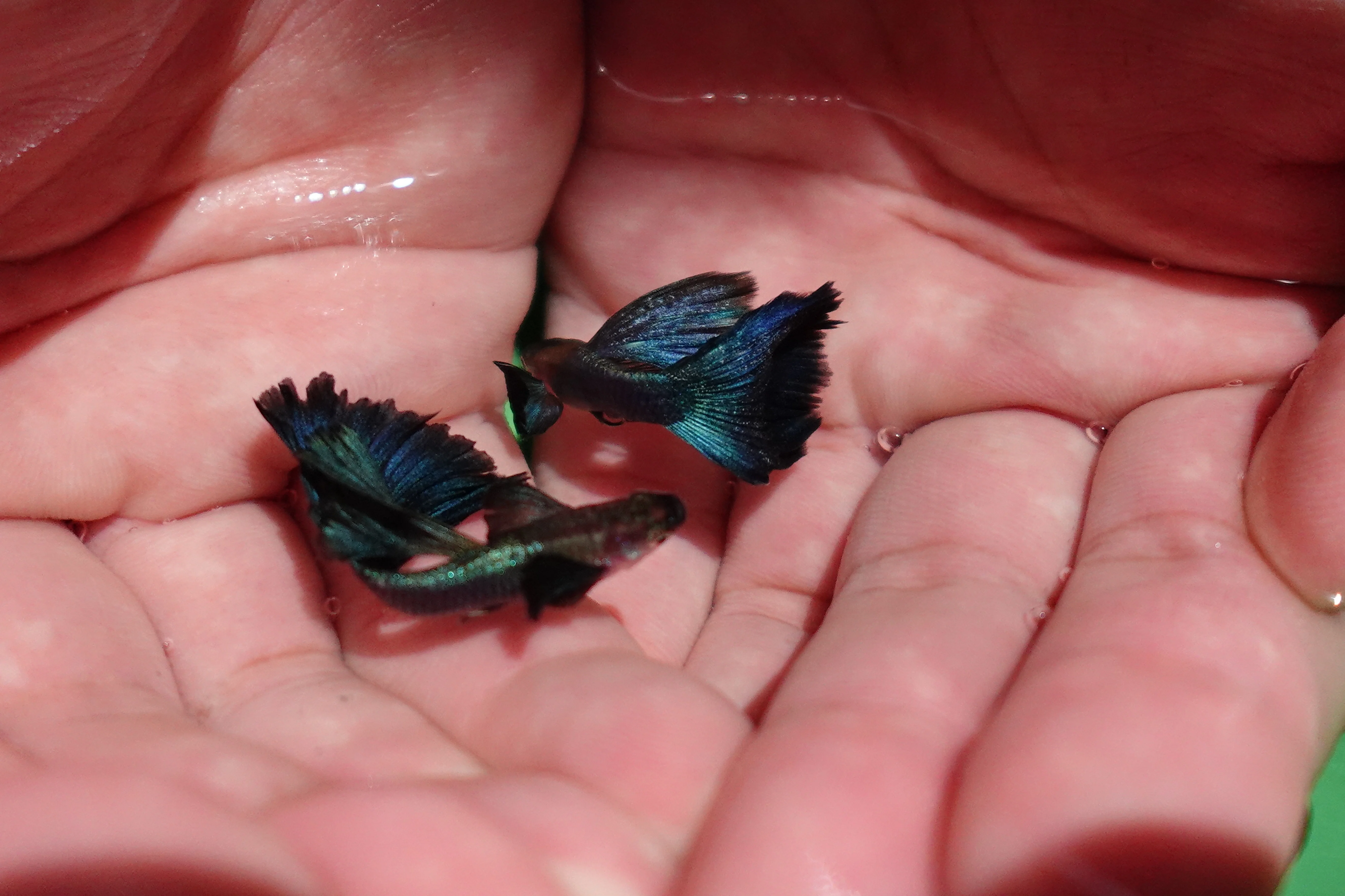Japanese Blue Dumbo Ear Guppy Fish - Image 5
