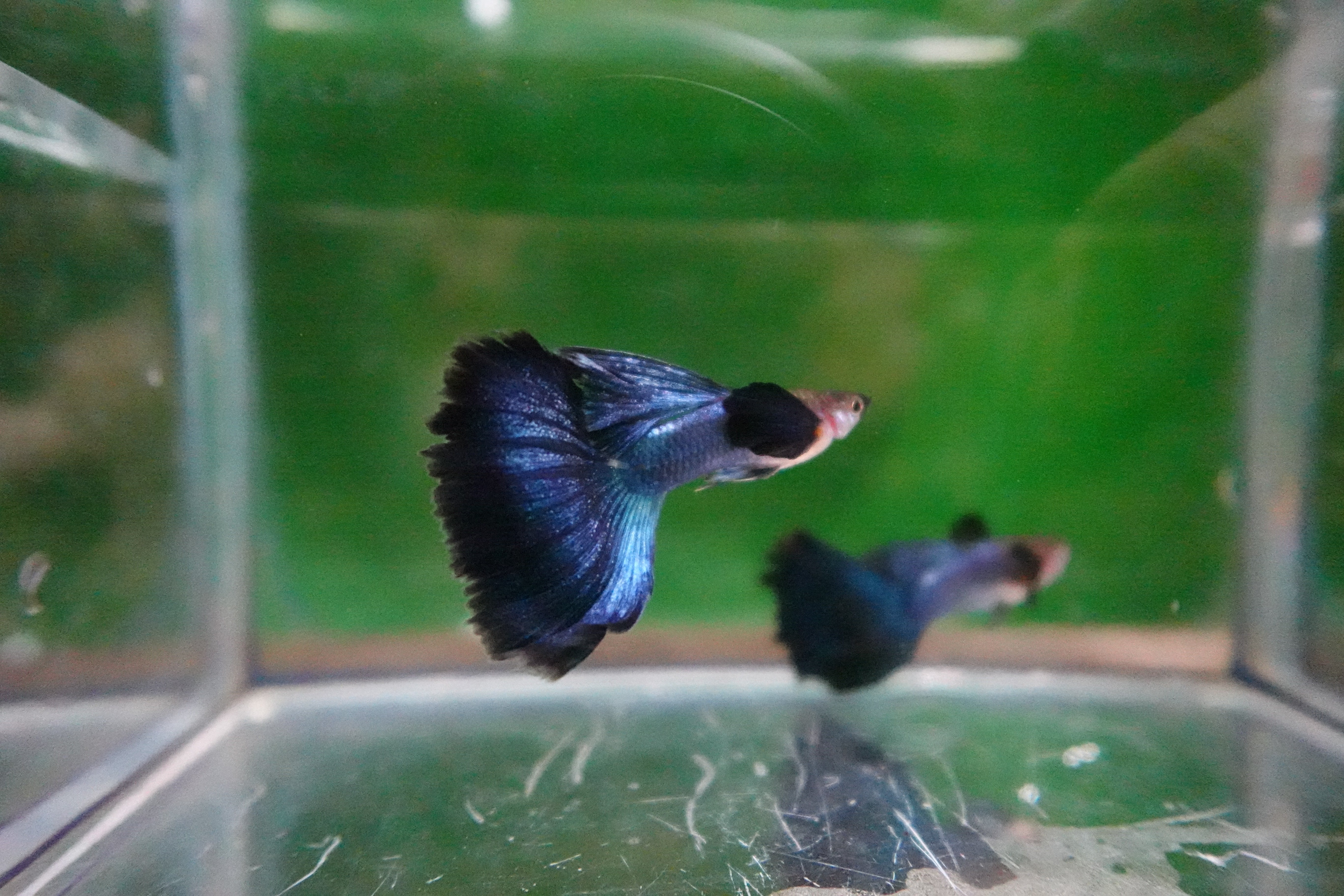 Japanese Blue Dumbo Ear Guppy Fish - Image 6