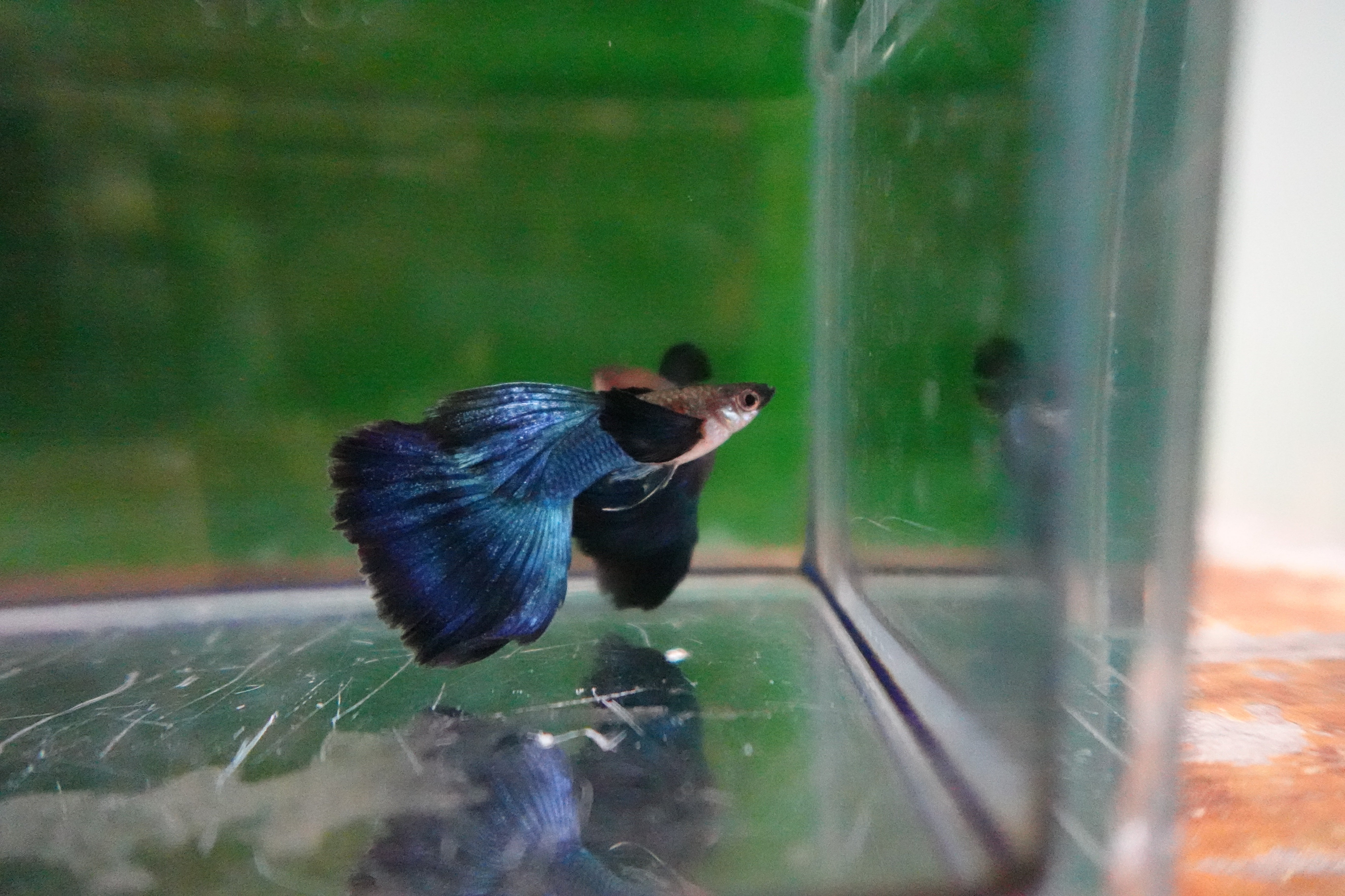 Japanese Blue Dumbo Ear Guppy Fish - Image 7