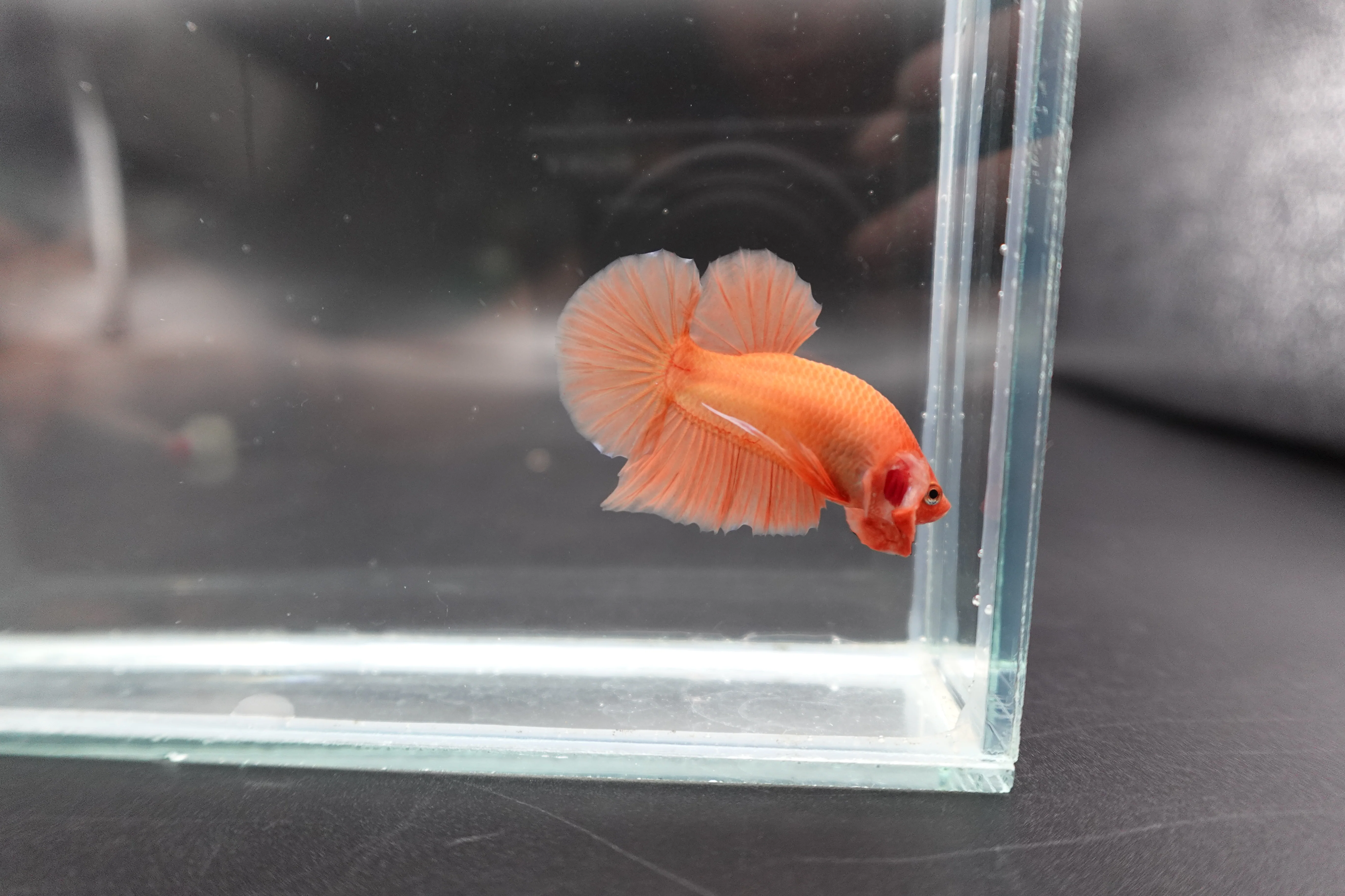 Marmalade Orange Betta Fish (Male) - Image 2
