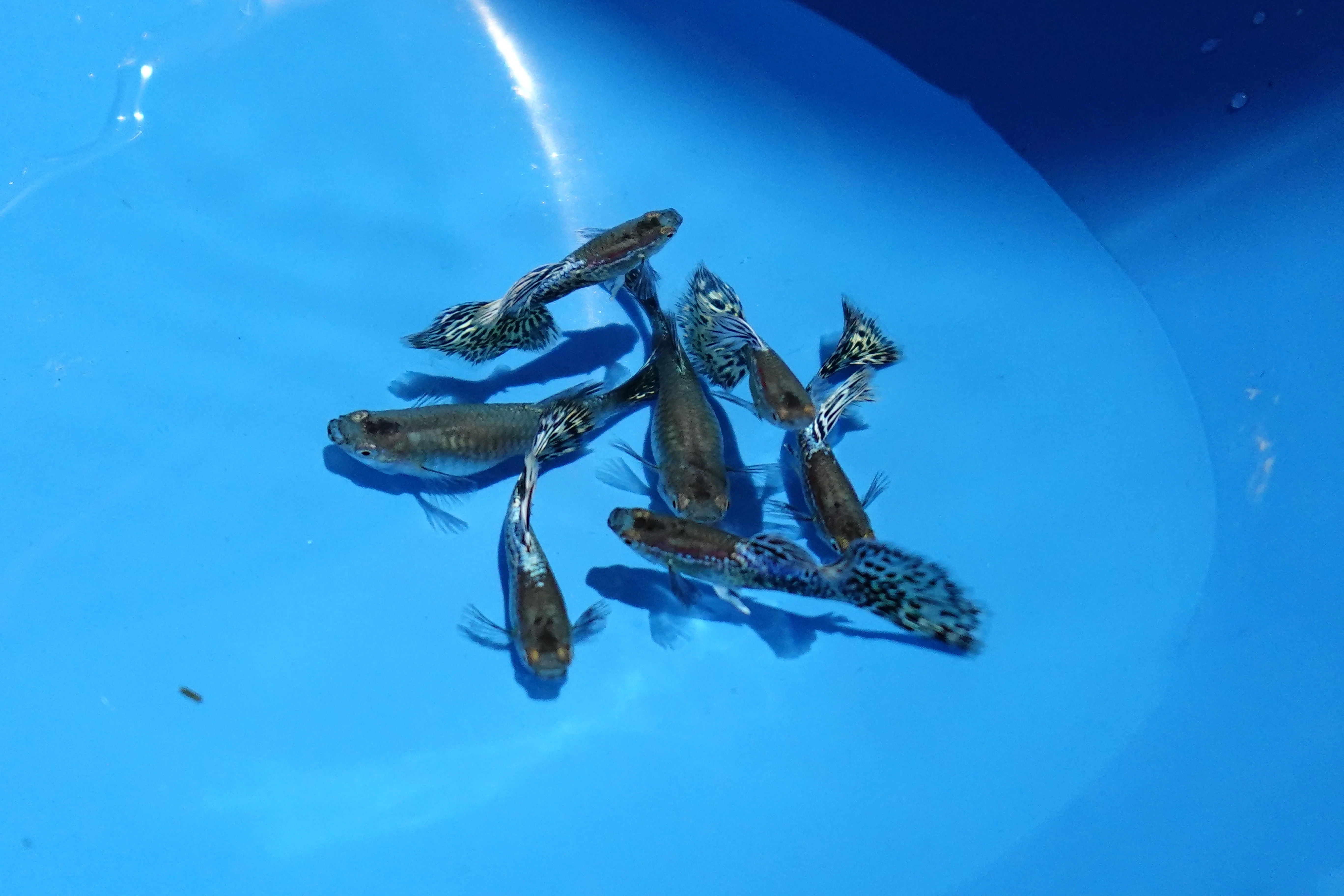 Metal Ivory Snakeskin Guppy Fish - Image 2