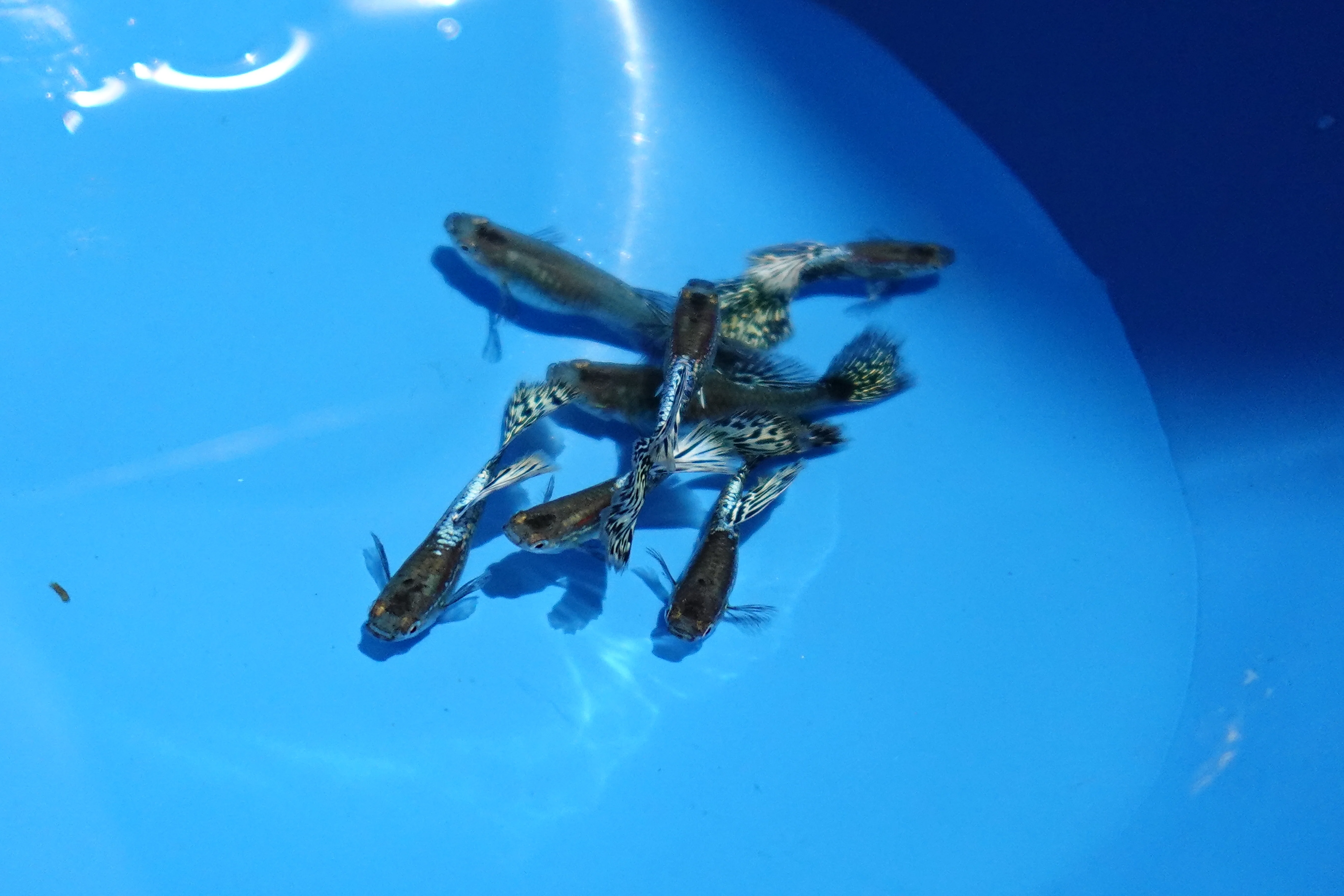 Metal Ivory Snakeskin Guppy Fish - Image 3