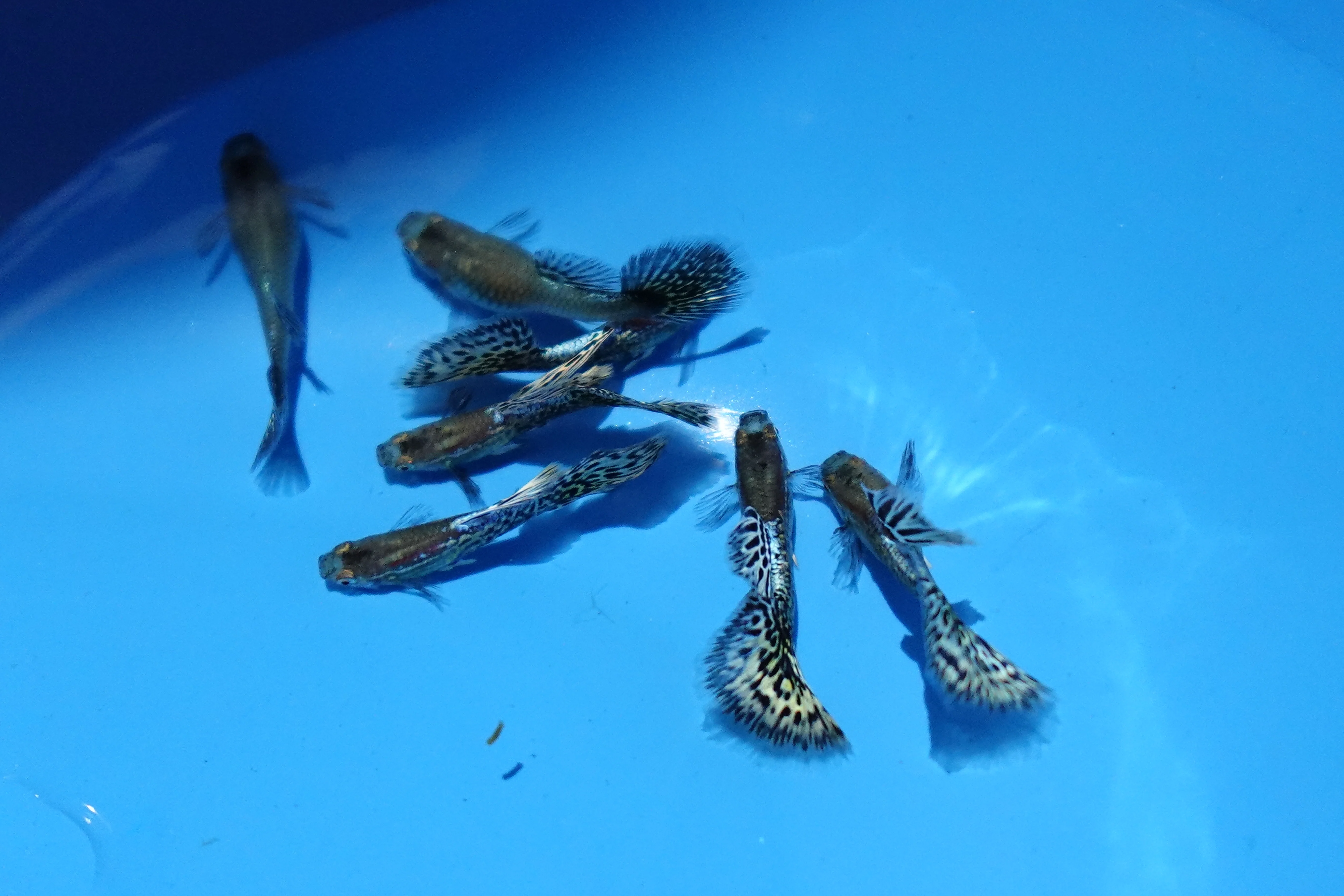 Metal Ivory Snakeskin Guppy Fish - Image 4