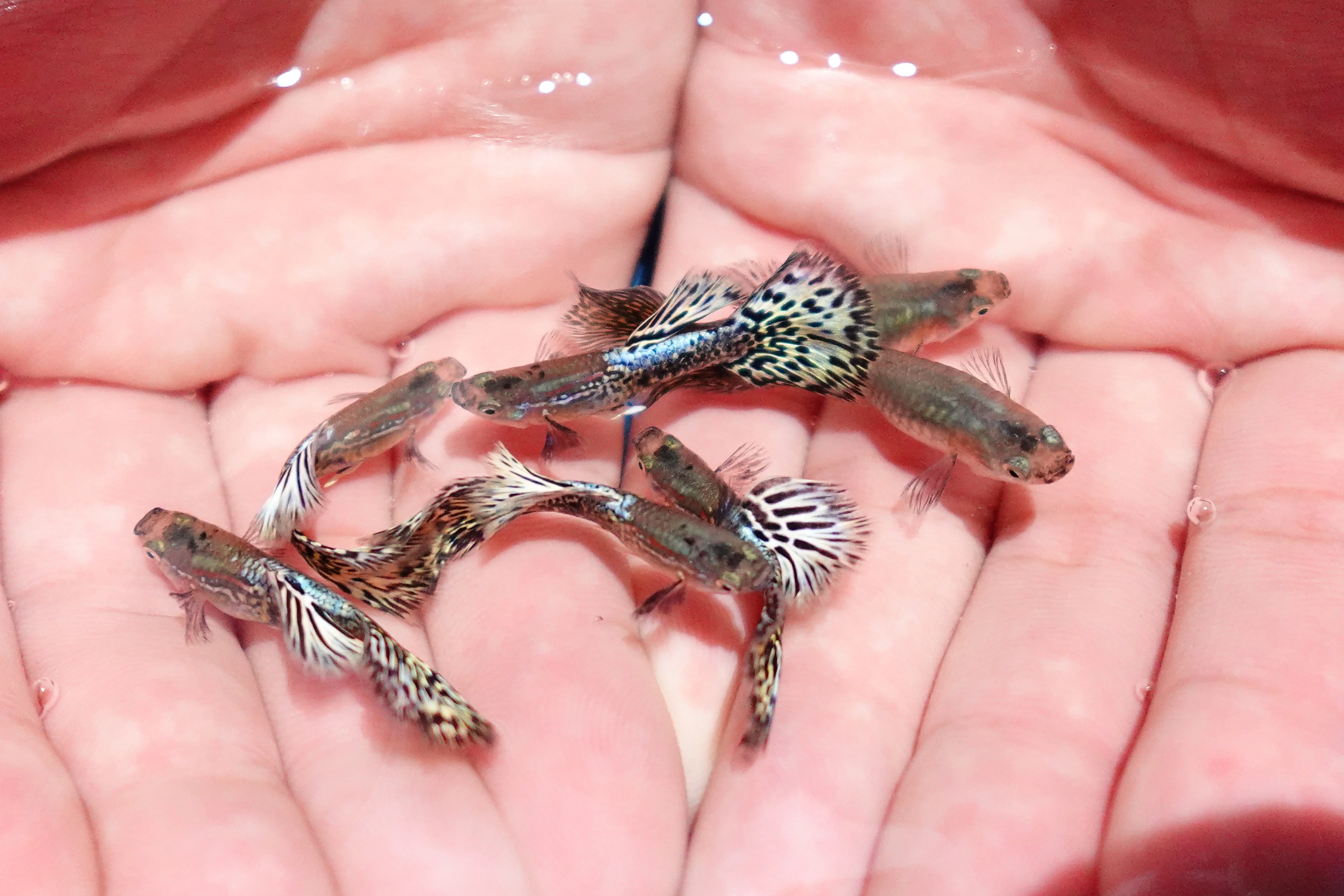 Metal Ivory Snakeskin Guppy Fish - Image 5