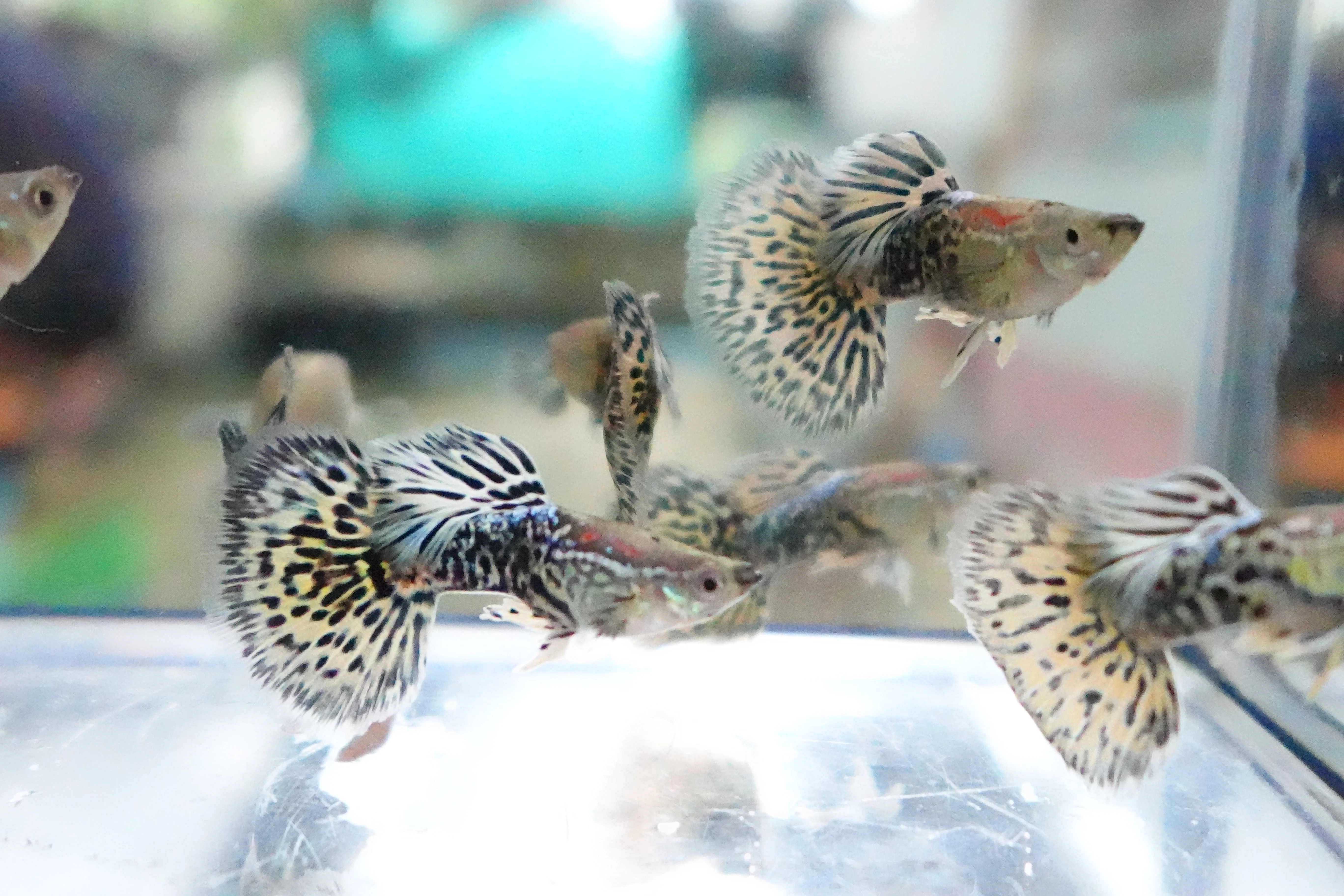Metal Ivory Snakeskin Guppy Fish - Image 8