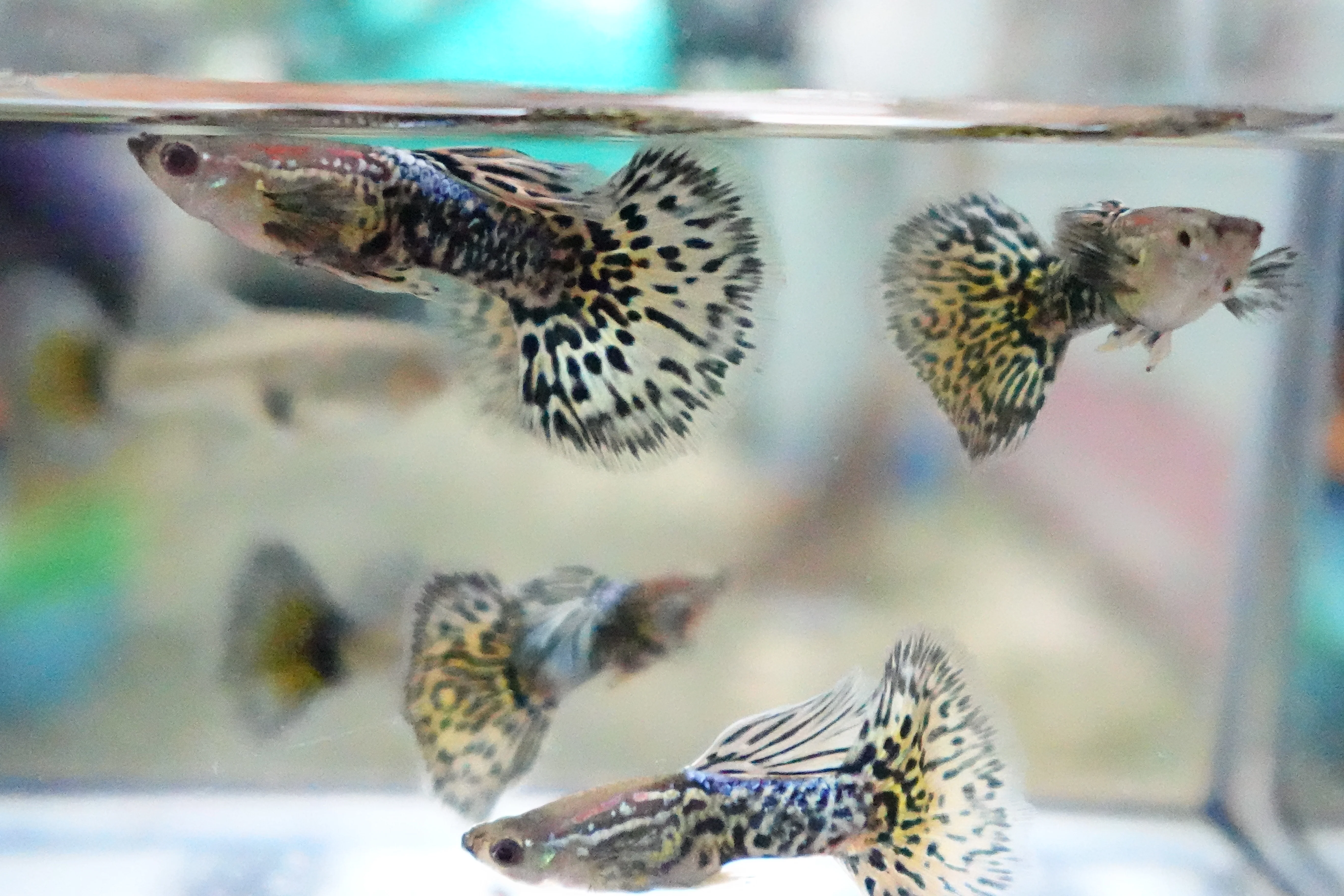 Metal Ivory Snakeskin Guppy Fish - Image 9