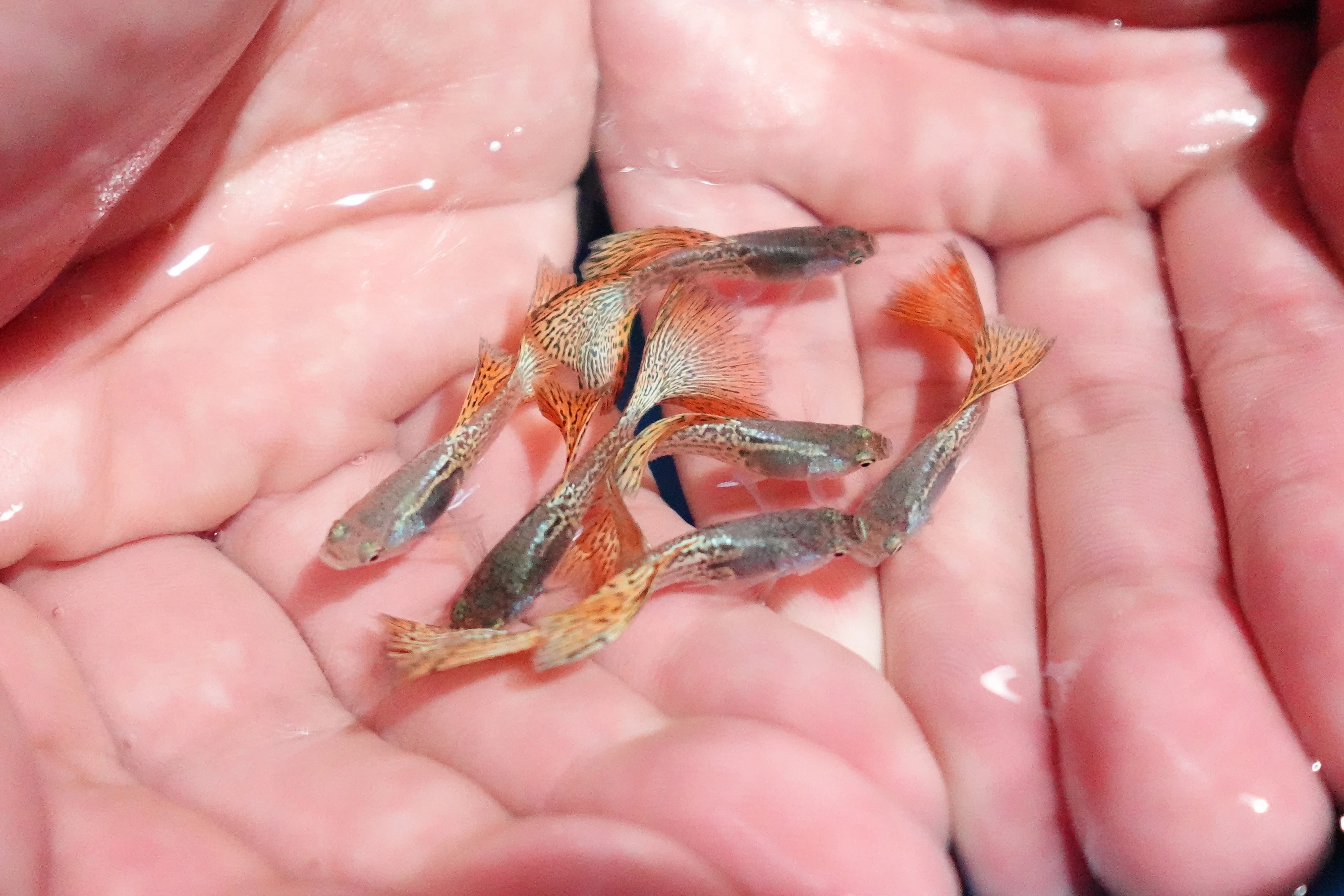 Metal Red Lace Snakeskin Guppy Fish - Image 2