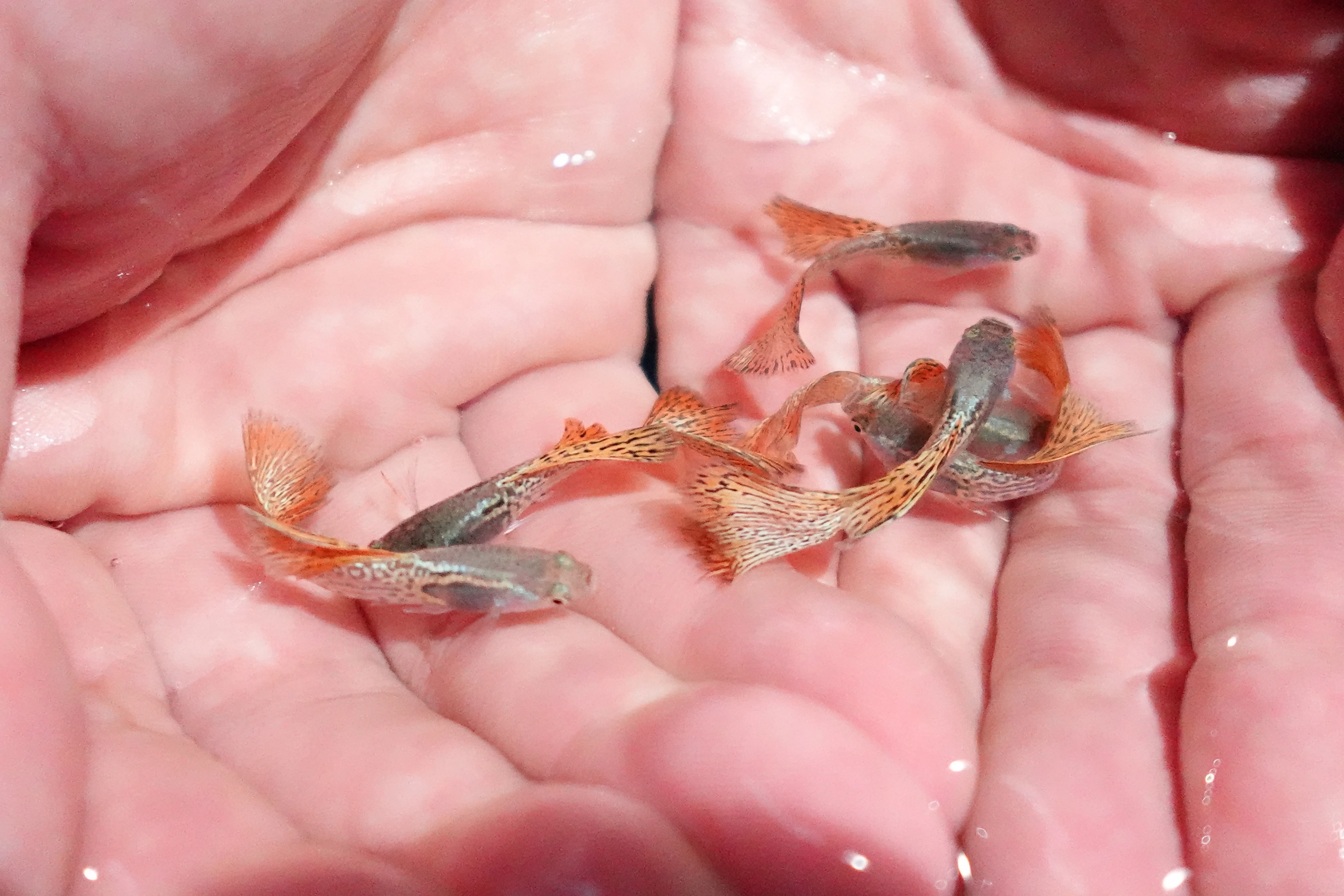 Metal Red Lace Snakeskin Guppy Fish - Image 3