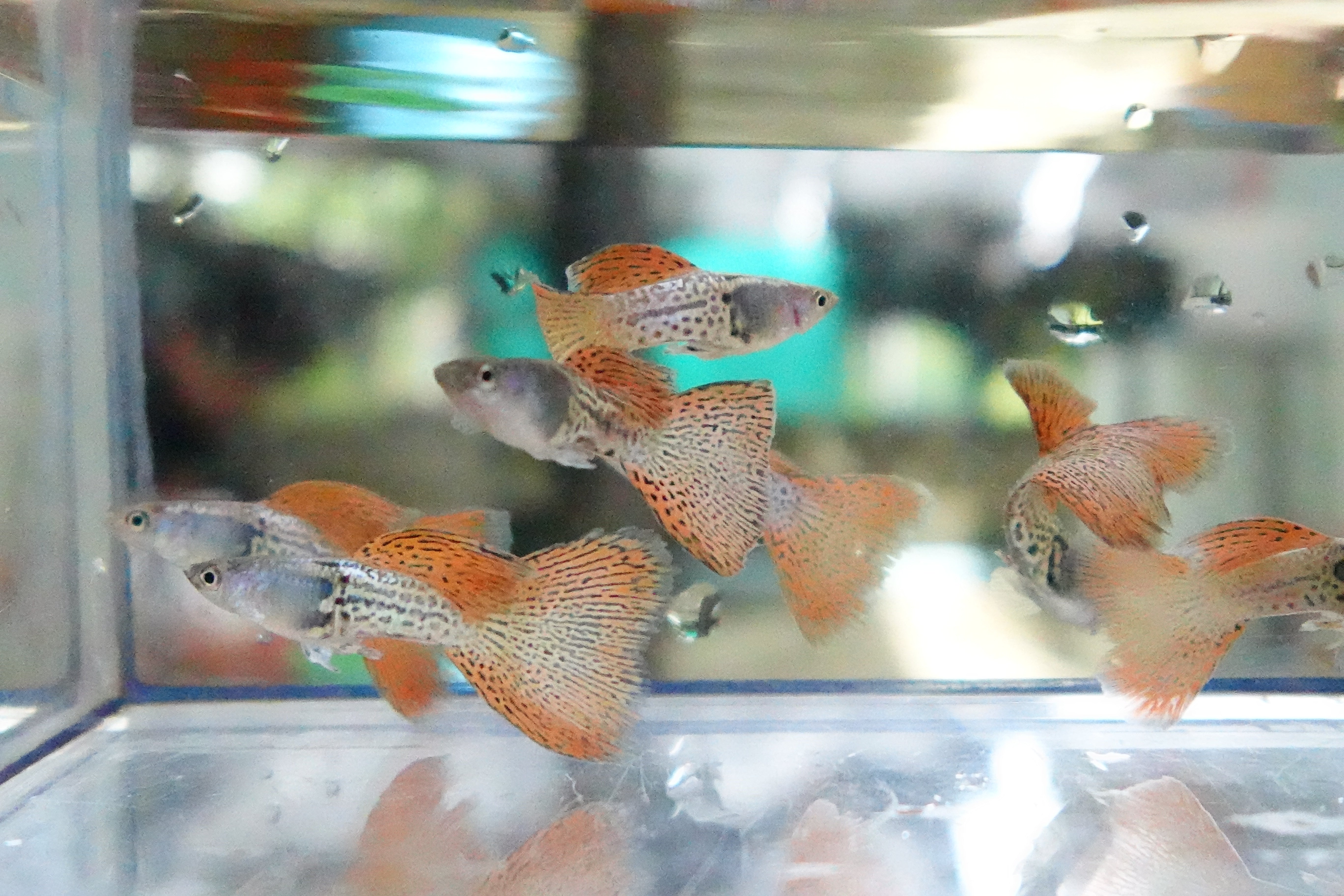 Metal Red Lace Snakeskin Guppy Fish - Image 5