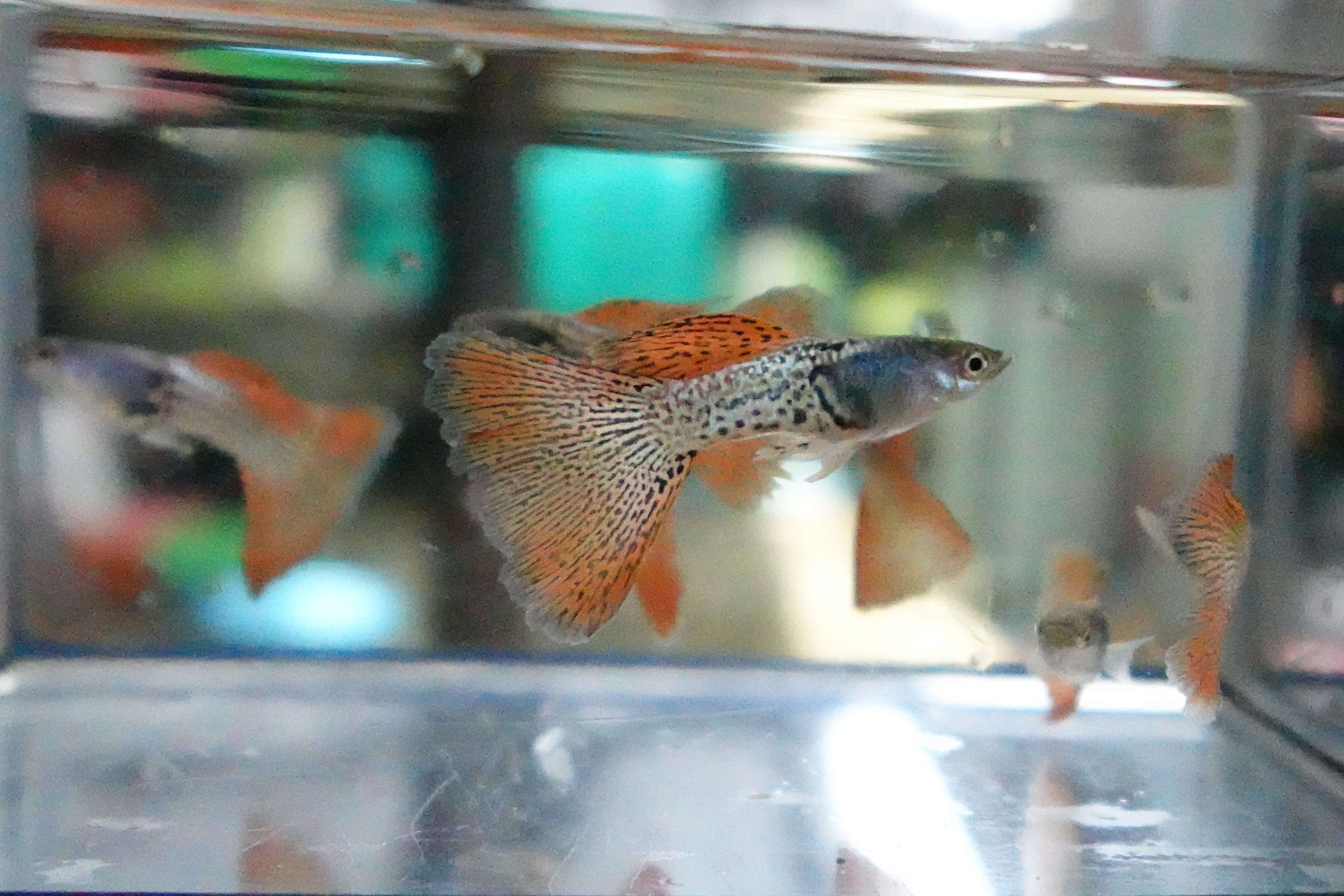 Metal Red Lace Snakeskin Guppy Fish - Image 6