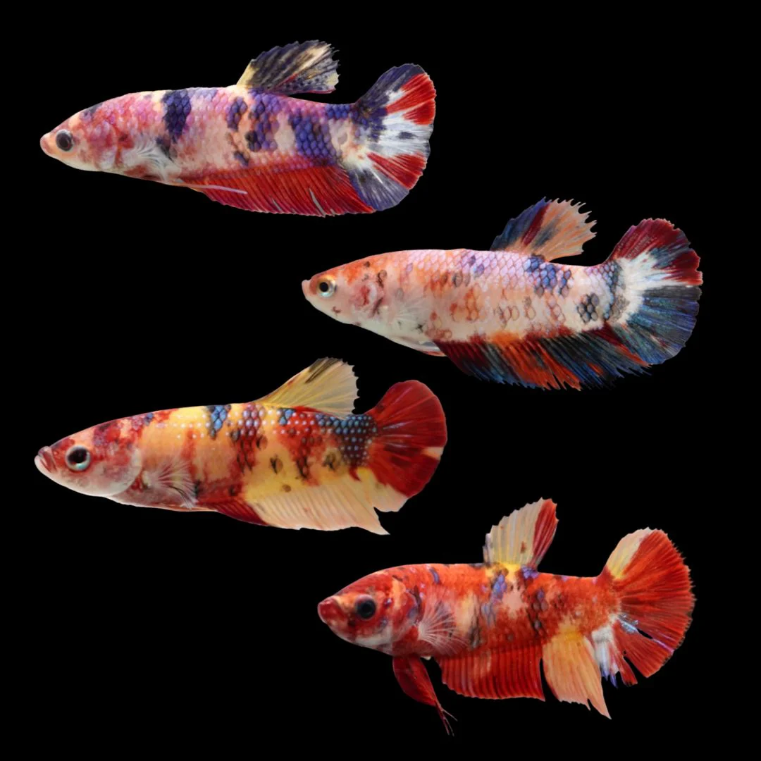 Package Mini Koi Betta Fish (Female) - Image 2