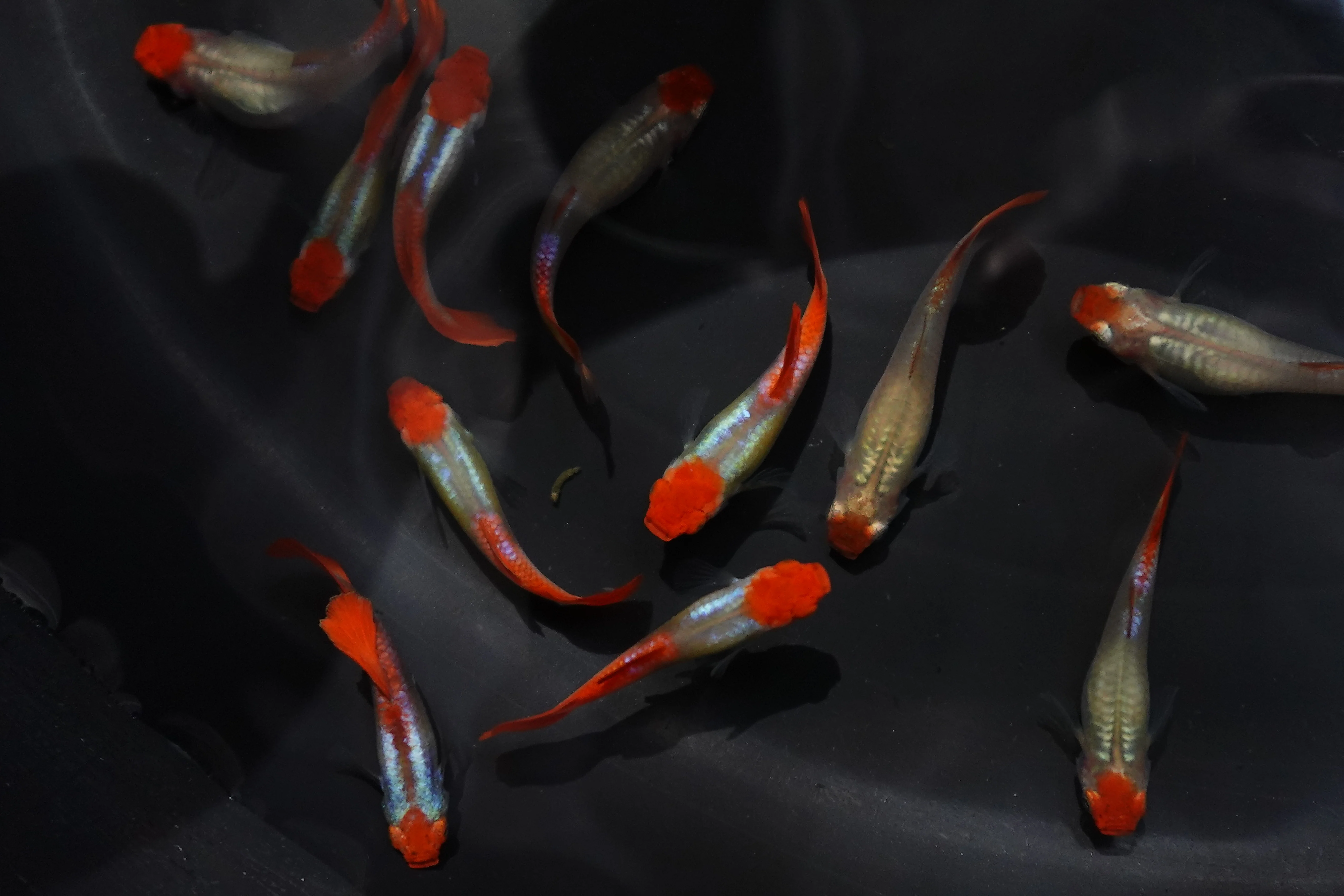 Platinum Koi Guppy Fish - Image 2