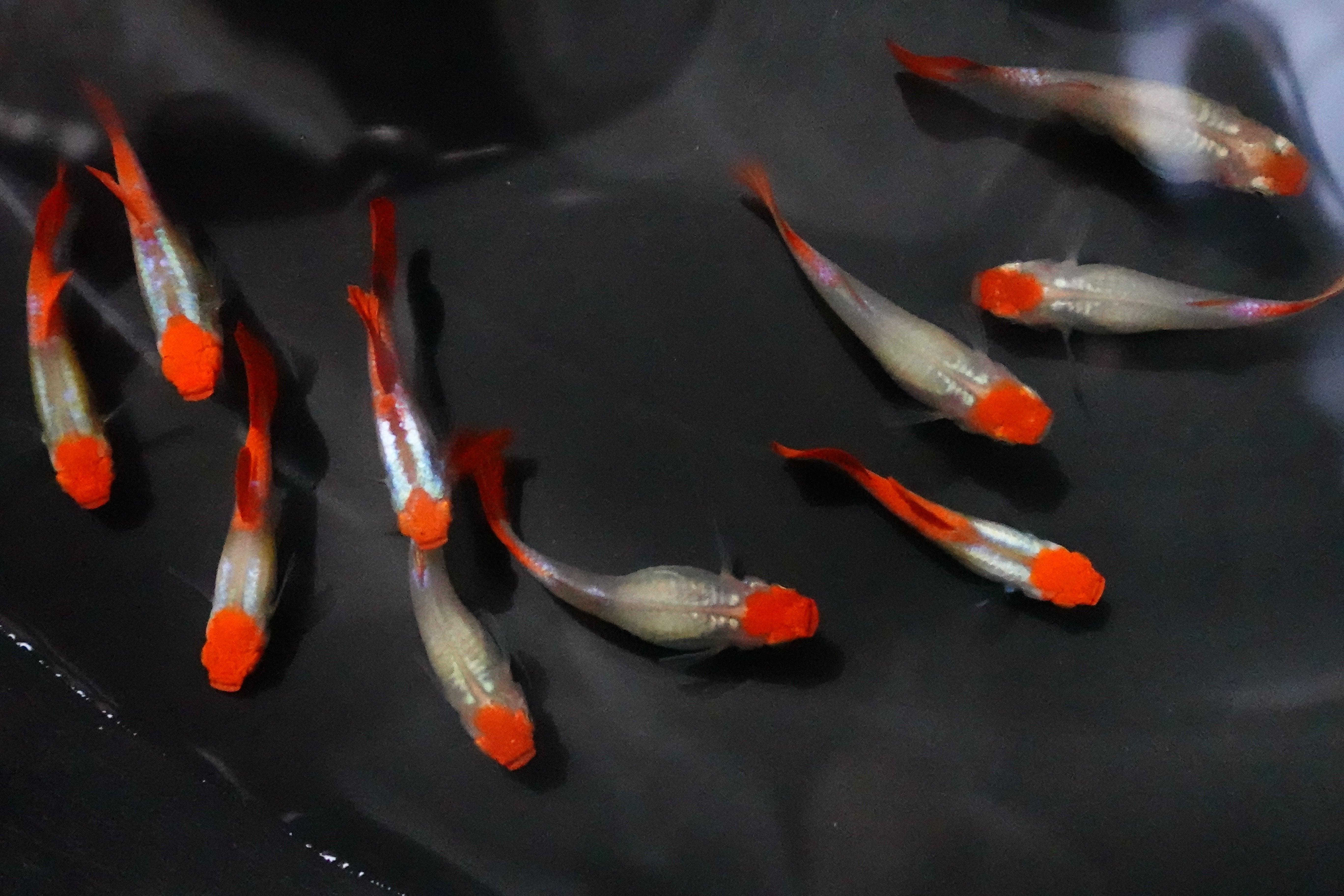 Platinum Koi Guppy Fish - Image 3
