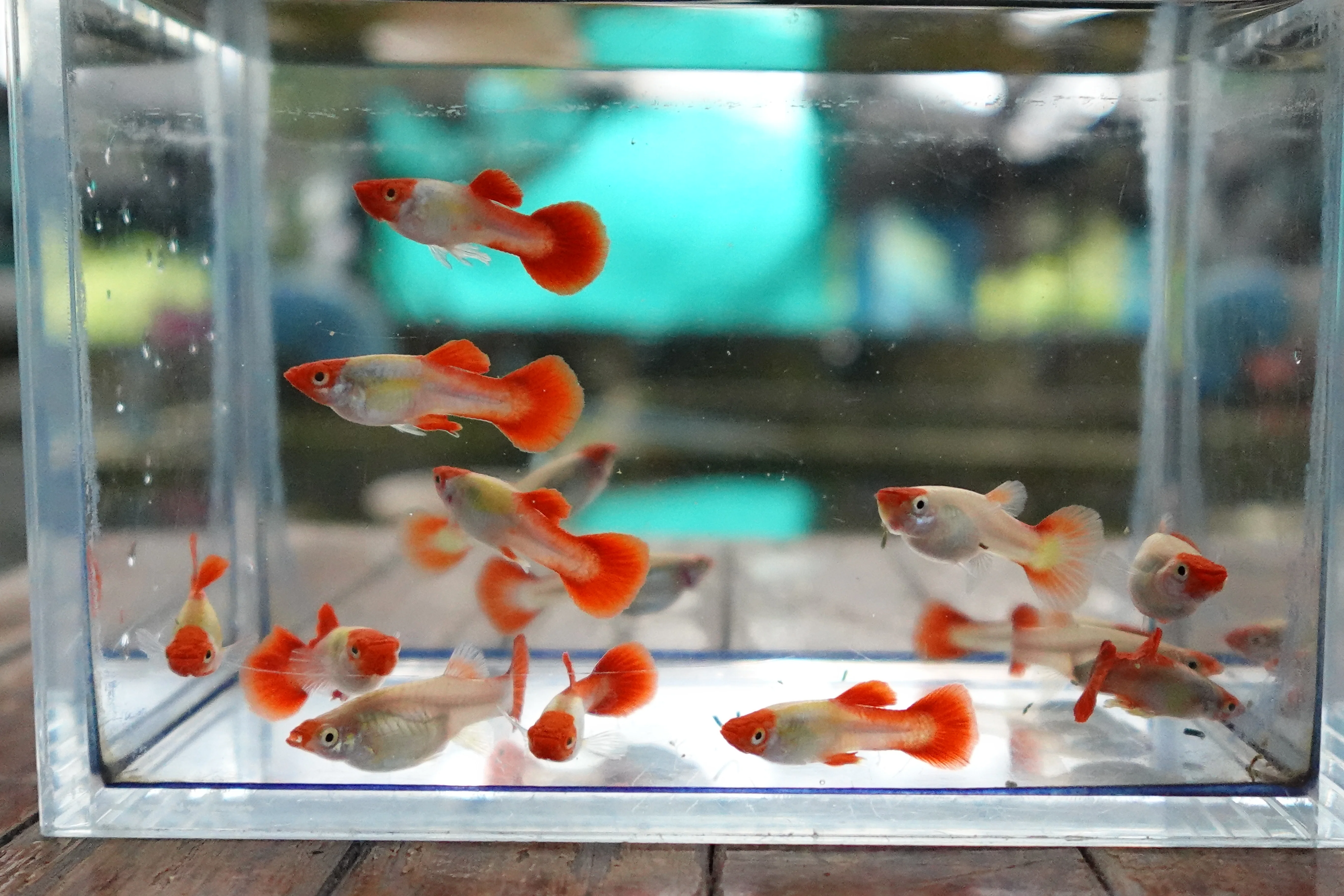 Platinum Koi Guppy Fish - Image 4
