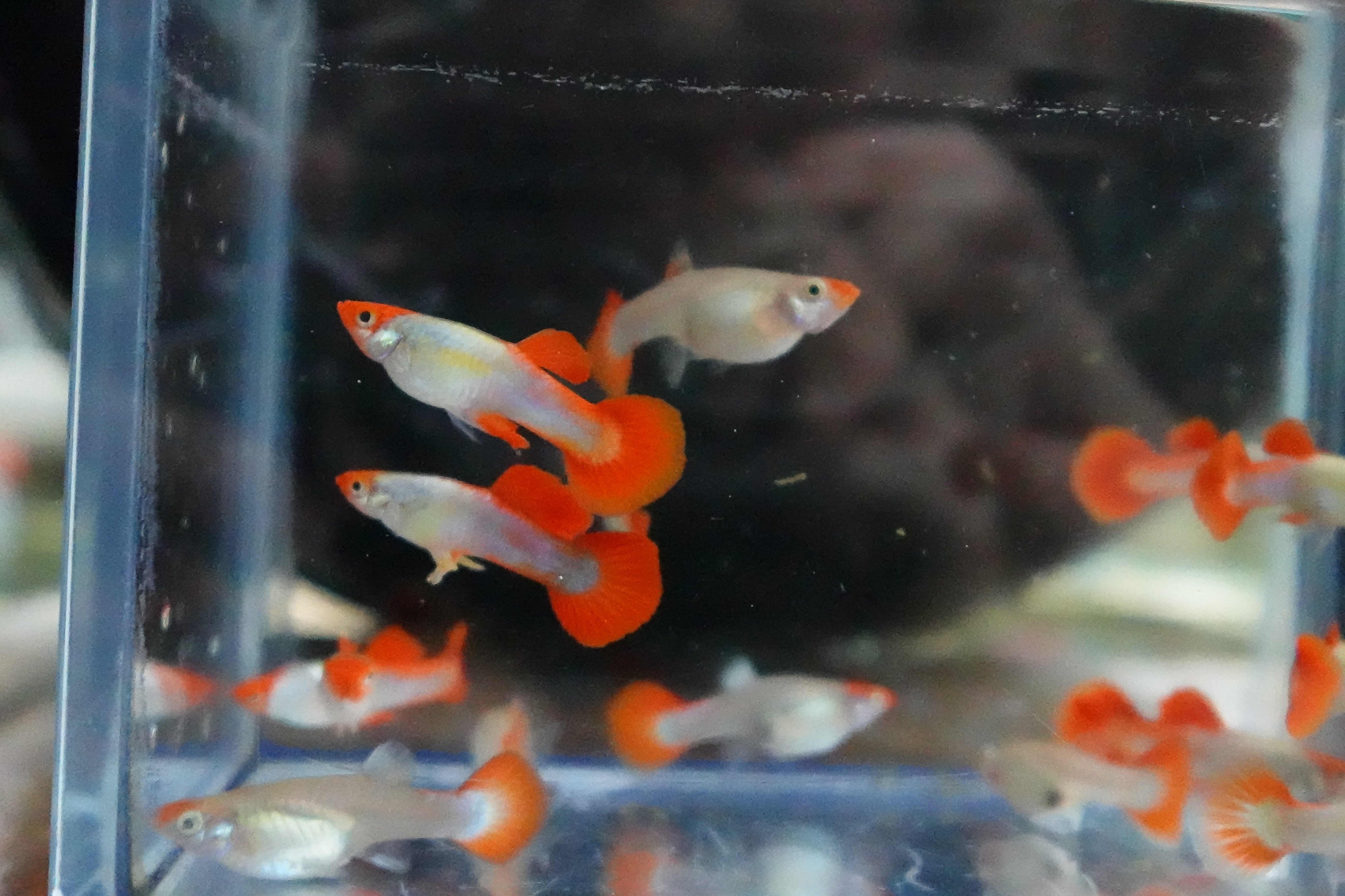 Platinum Koi Guppy Fish - Image 5