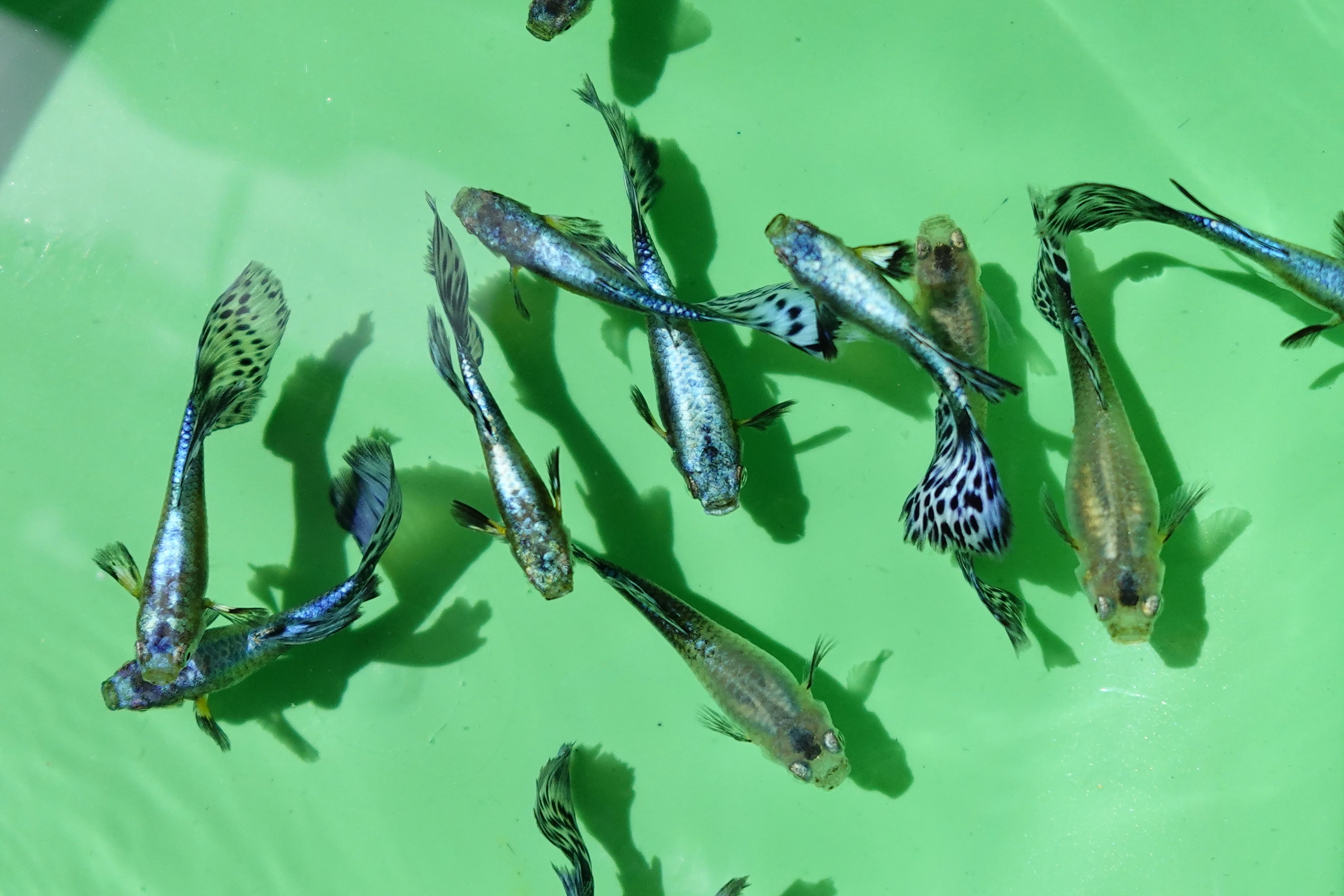 Purple Mosaic Guppy Fish - Image 3