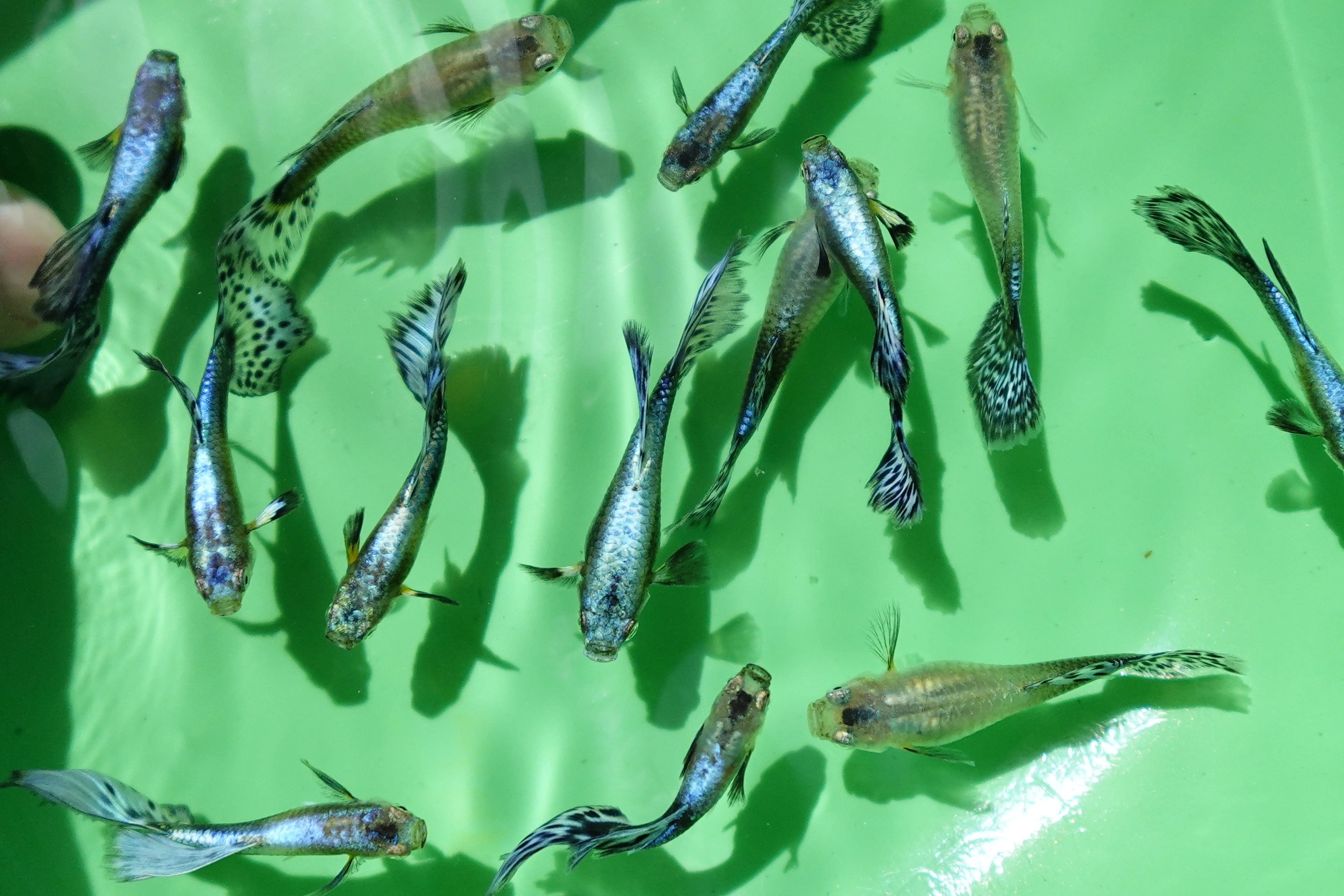 Purple Mosaic Guppy Fish - Image 4