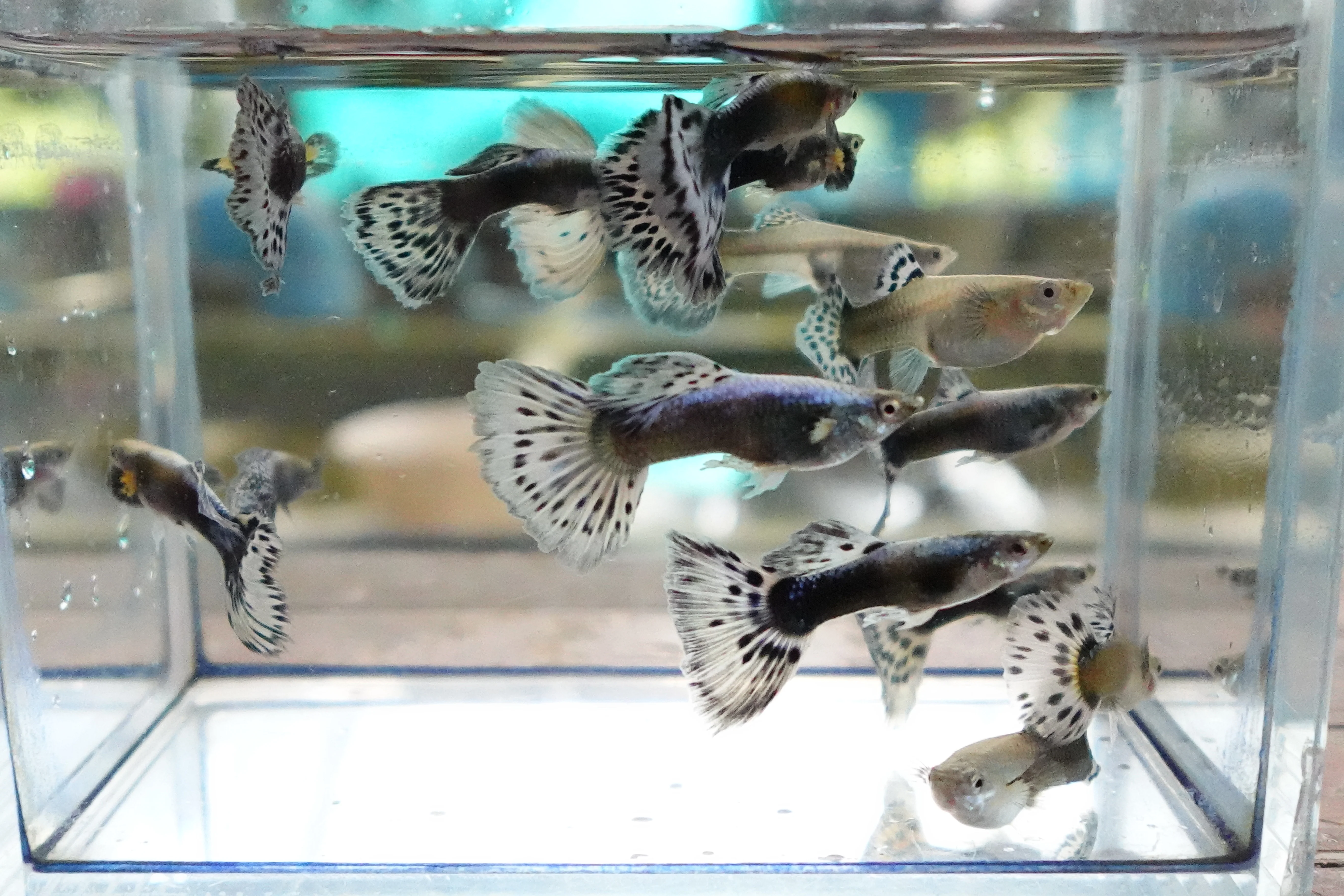 Purple Mosaic Guppy Fish - Image 5