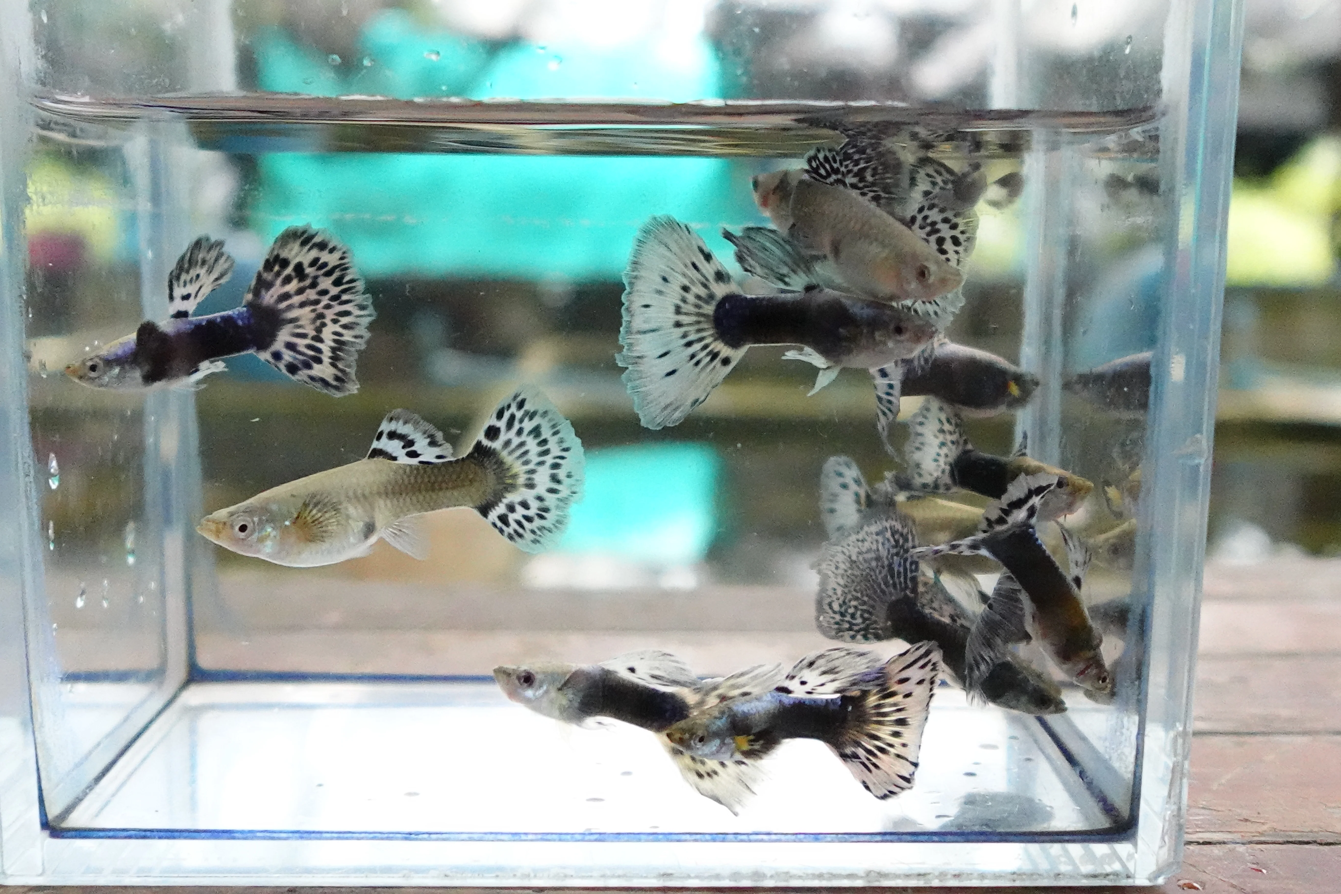 Purple Mosaic Guppy Fish - Image 6