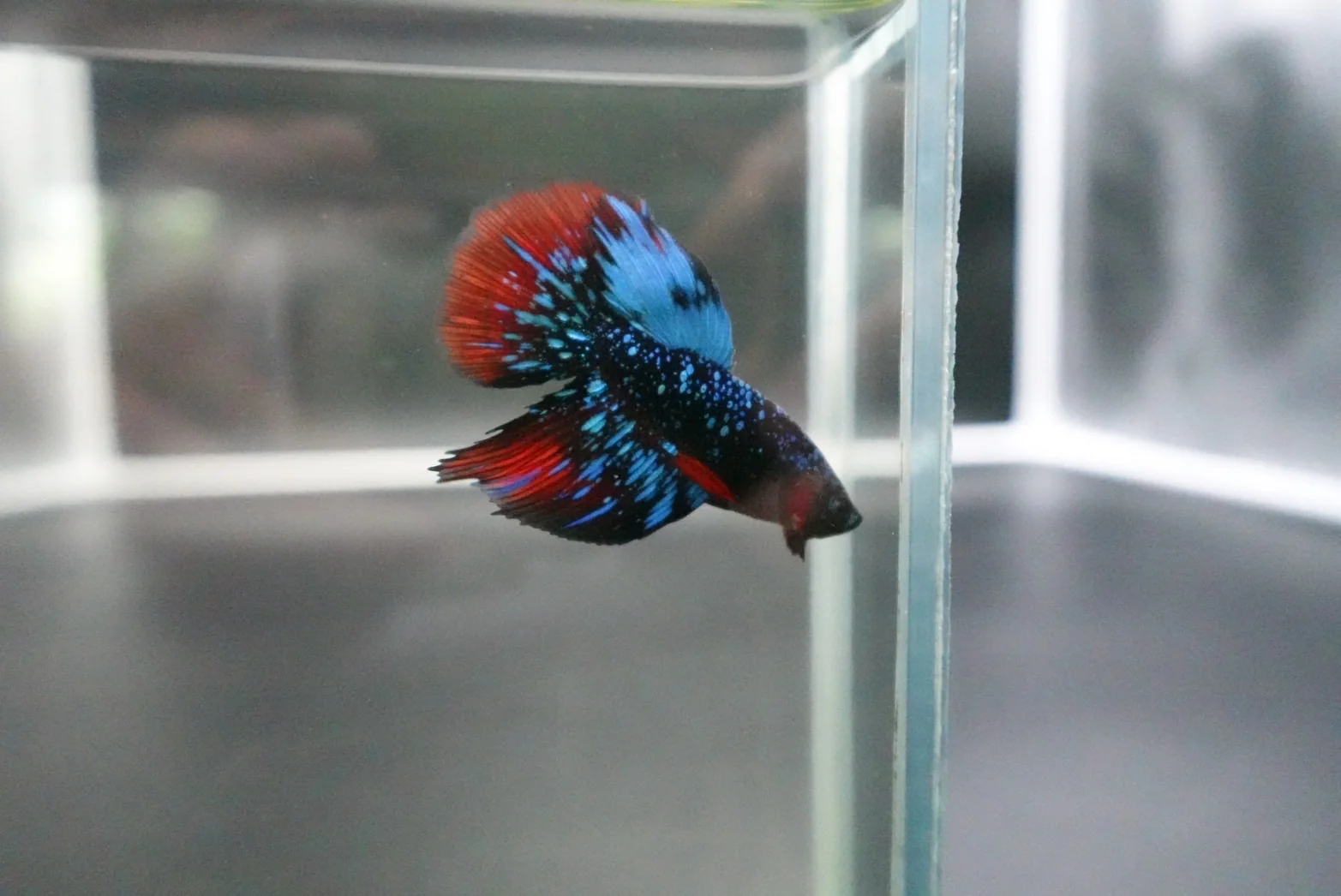 Rare Avatar Betta Fish (Male) - Image 2