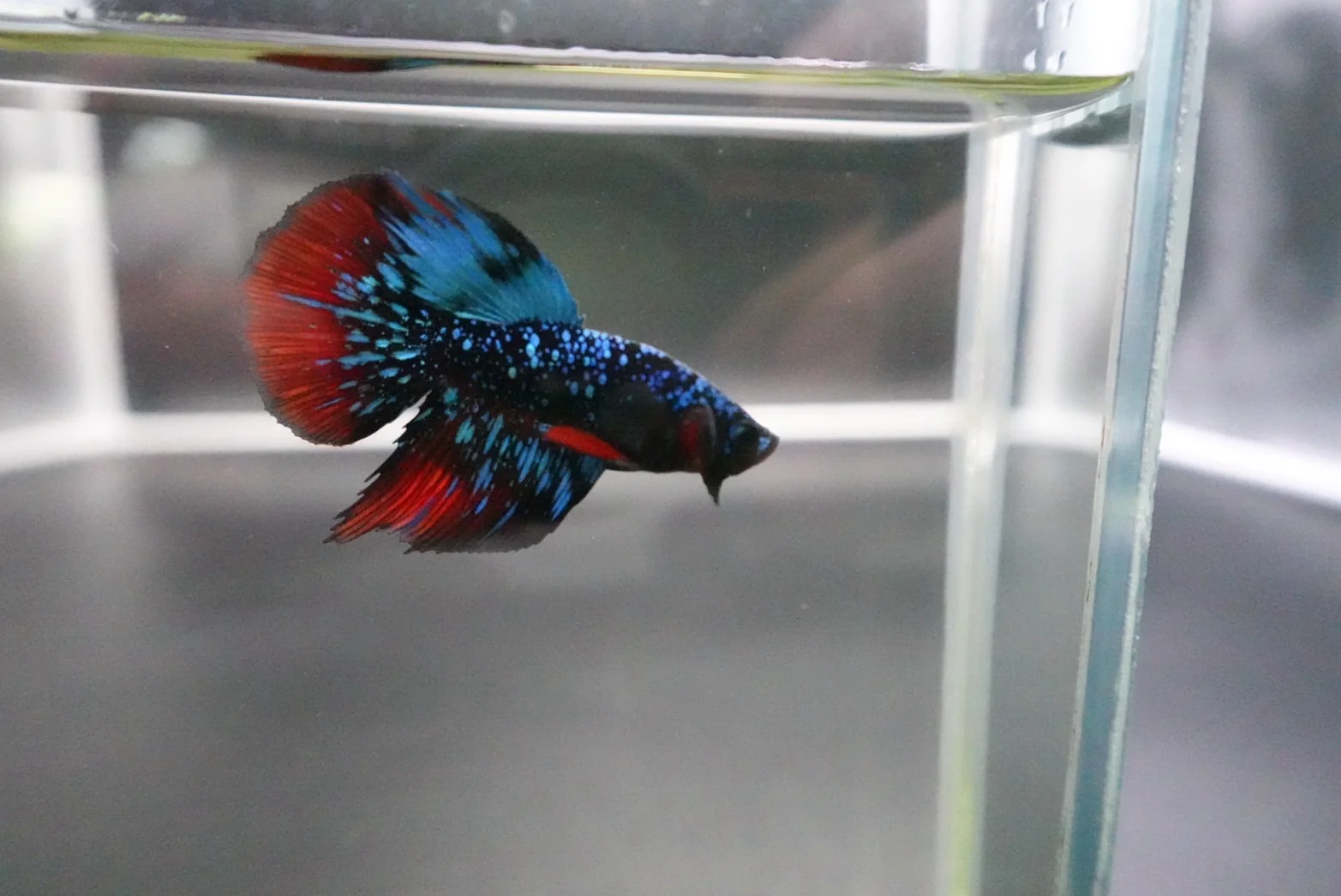 Rare Avatar Betta Fish (Male) - Image 3