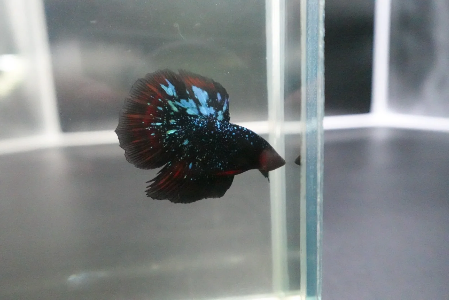 Rare Avatar Betta Fish (Male) - Image 2