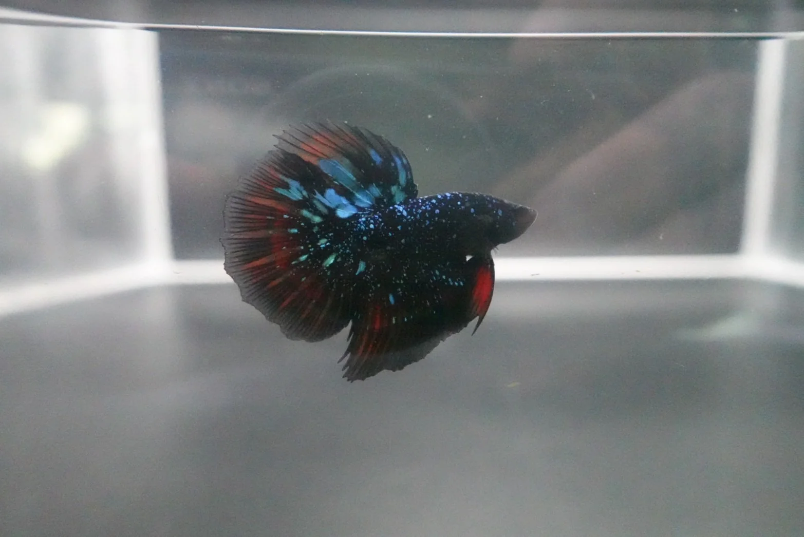 Rare Avatar Betta Fish (Male) - Image 3