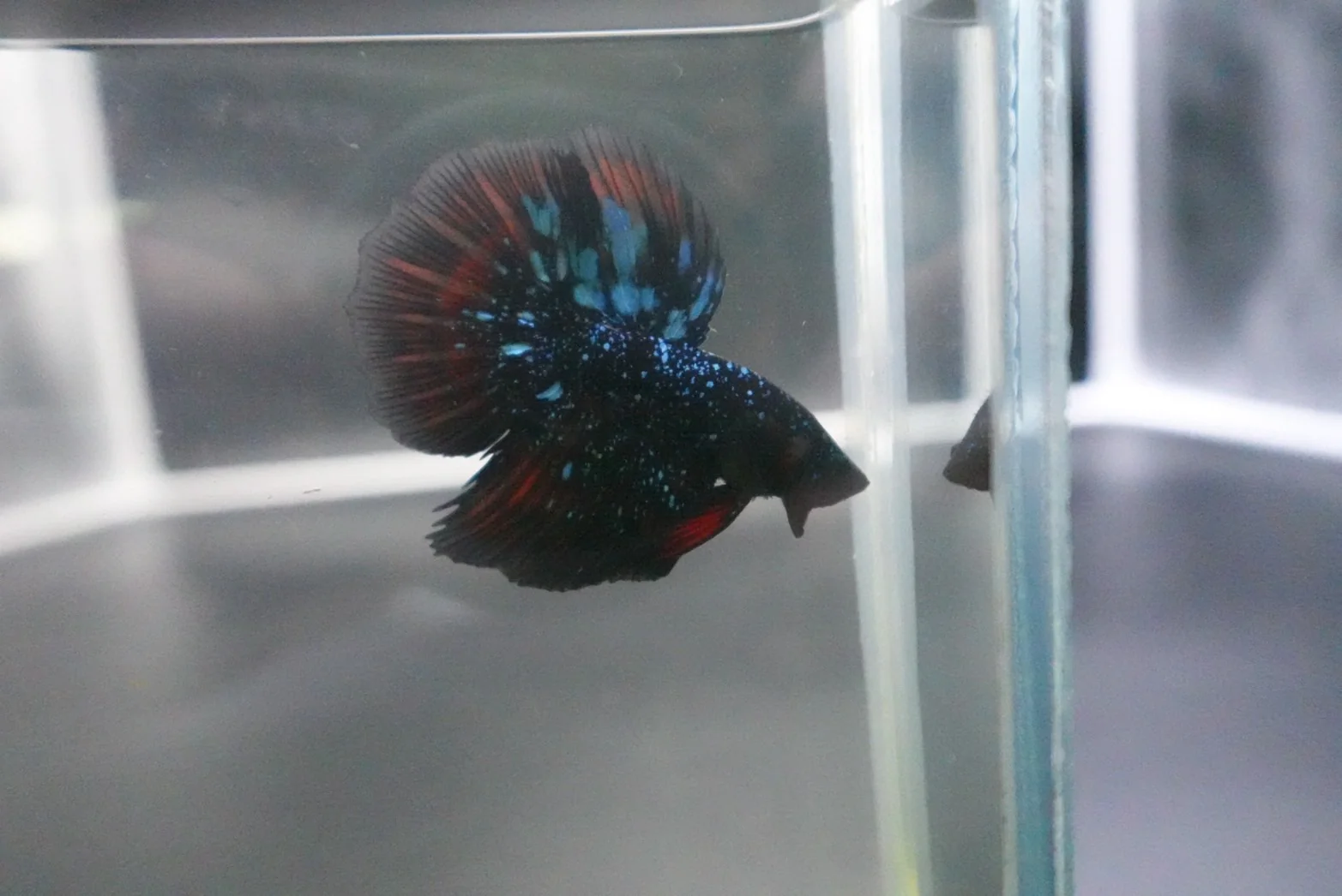 Rare Avatar Betta Fish (Male) - Image 4