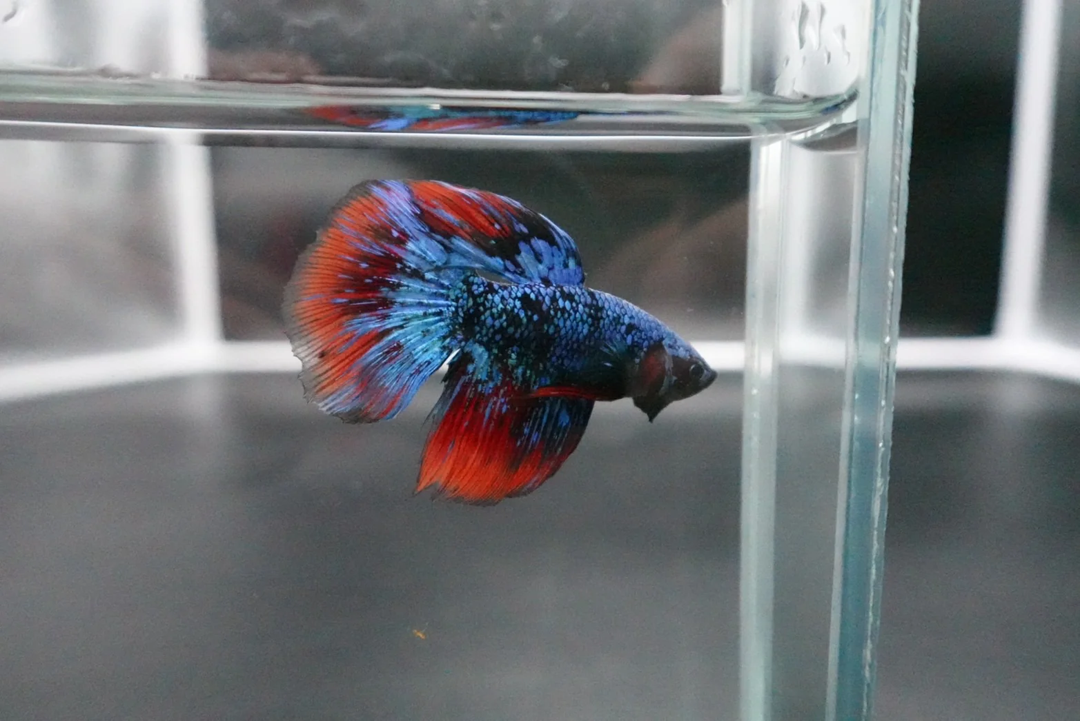Rare Avatar Betta Fish (Male) - Image 2
