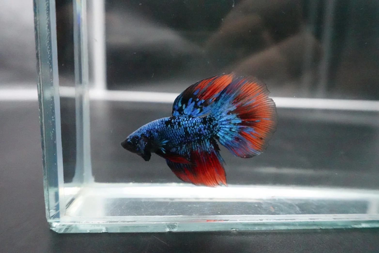 Rare Avatar Betta Fish (Male) - Image 3