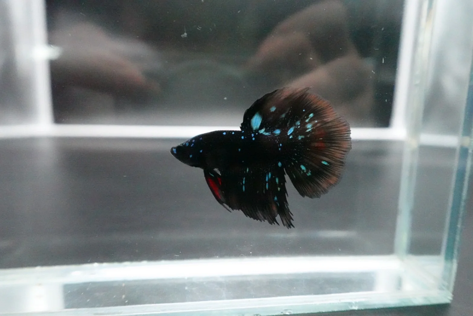 Rare Avatar Betta Fish (Male) - Image 2