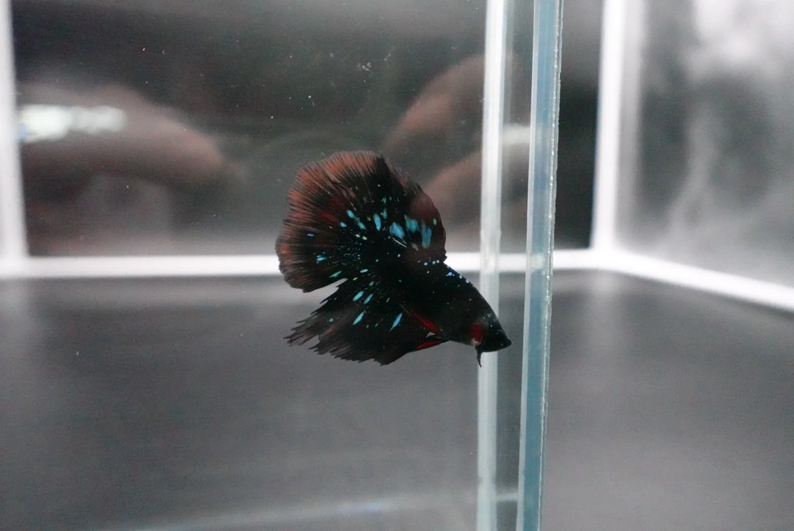 Rare Avatar Betta Fish (Male) - Image 3