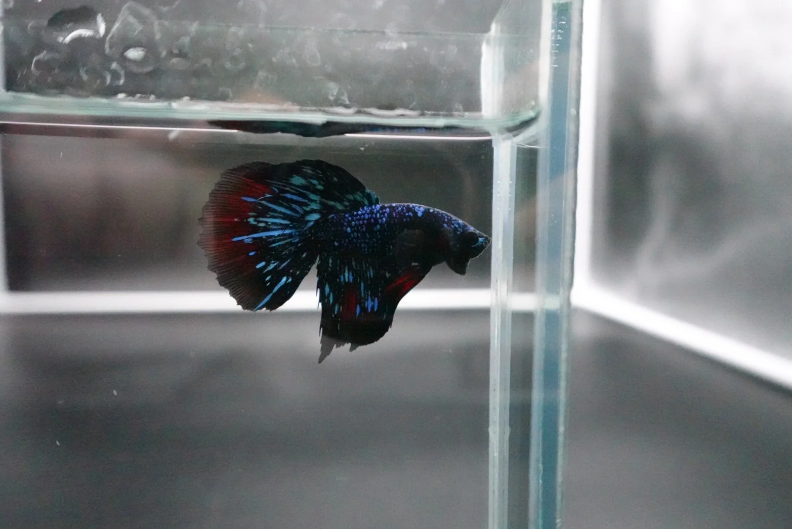 Rare Avatar Betta Fish (Male) - Image 3
