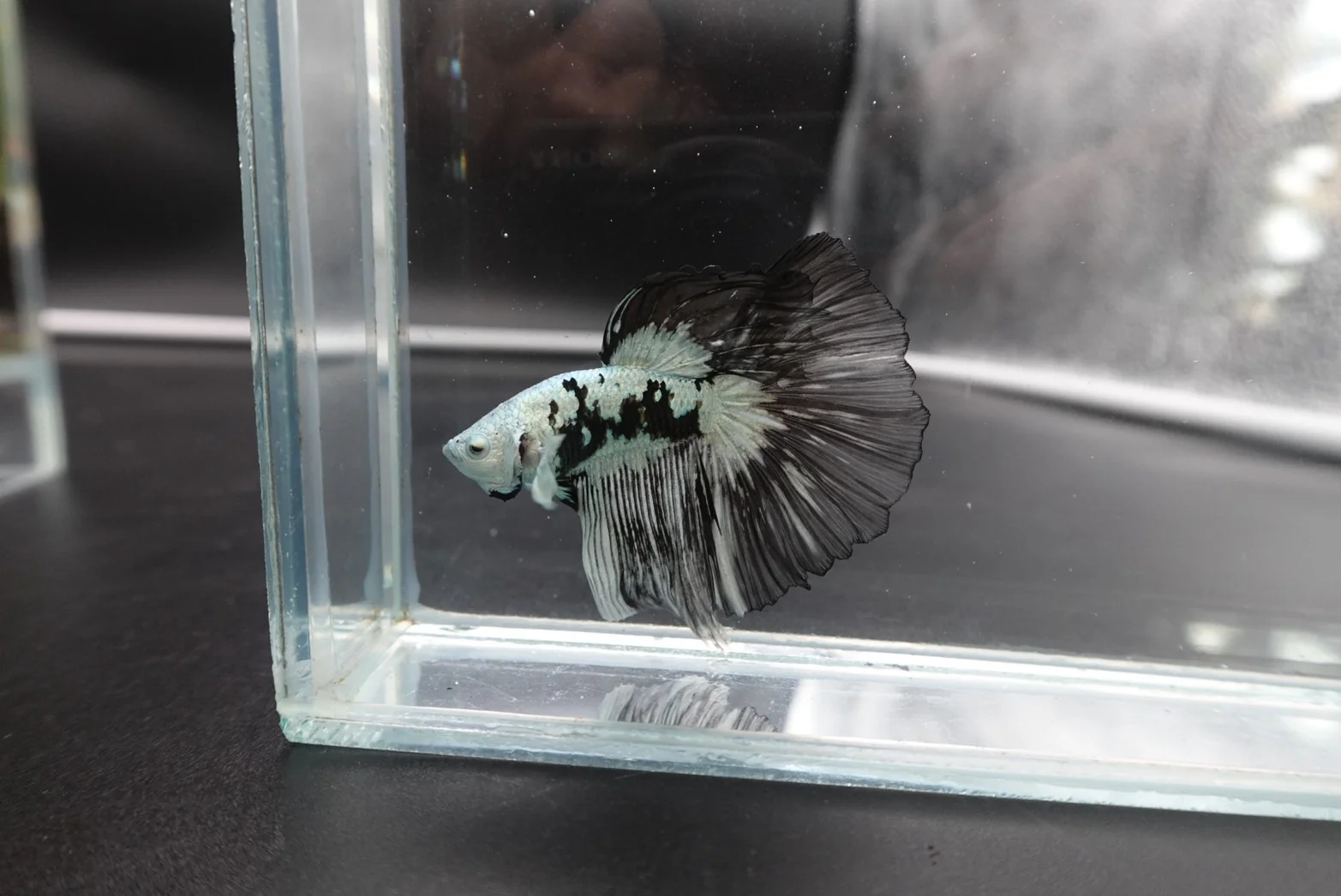Rare Black Dragon Halfmoon Betta Fish (Male) - Image 3