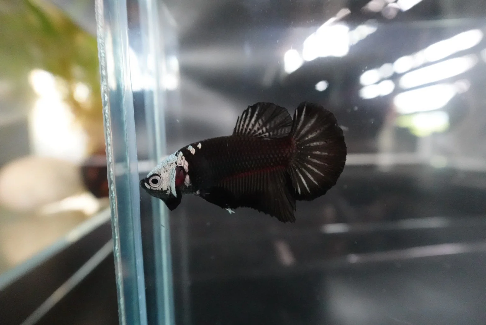 Rare Black Samurai Betta Fish (Male) - Image 2