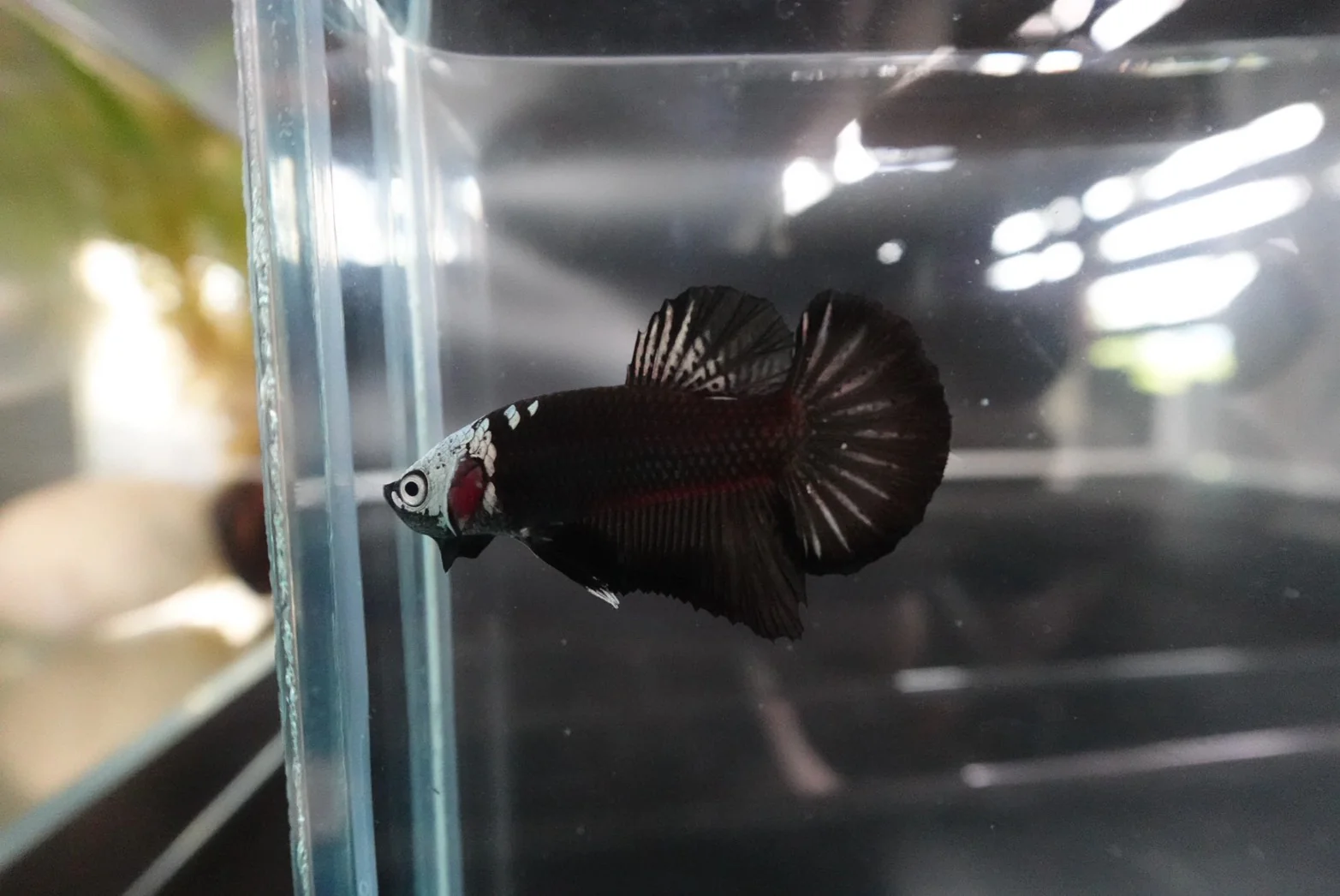 Rare Black Samurai Betta Fish (Male) - Image 3