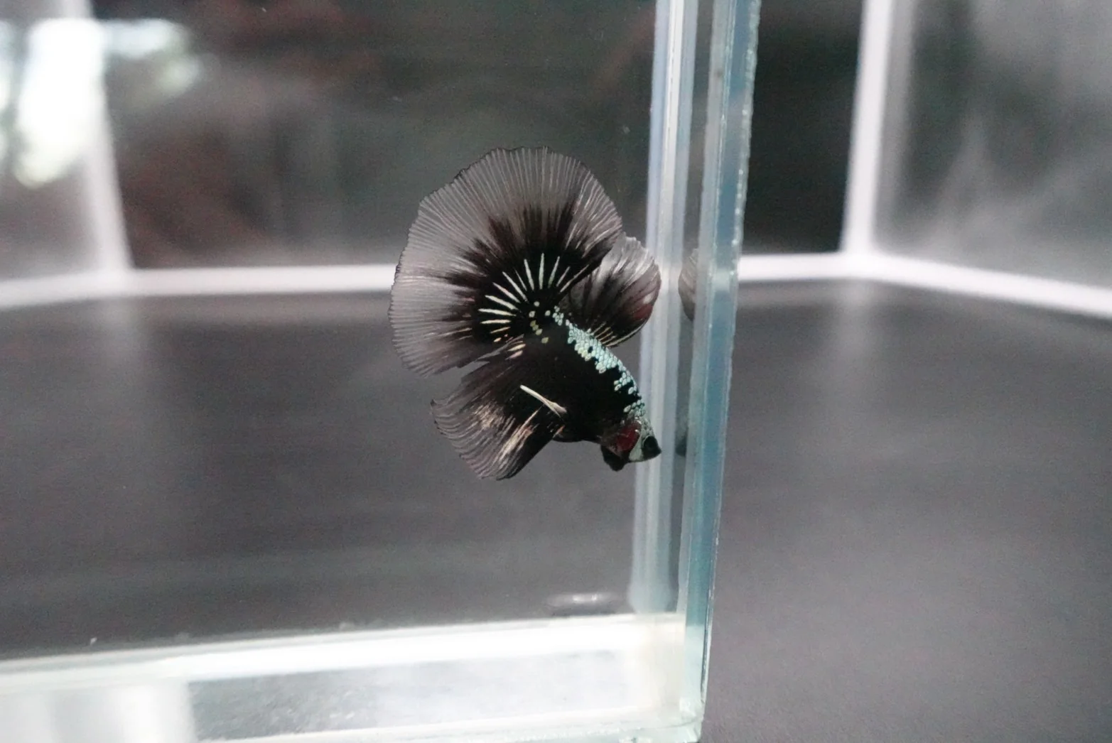 Rare Black Shadow Samurai Halfmoon Betta Fish (Male) - Image 2