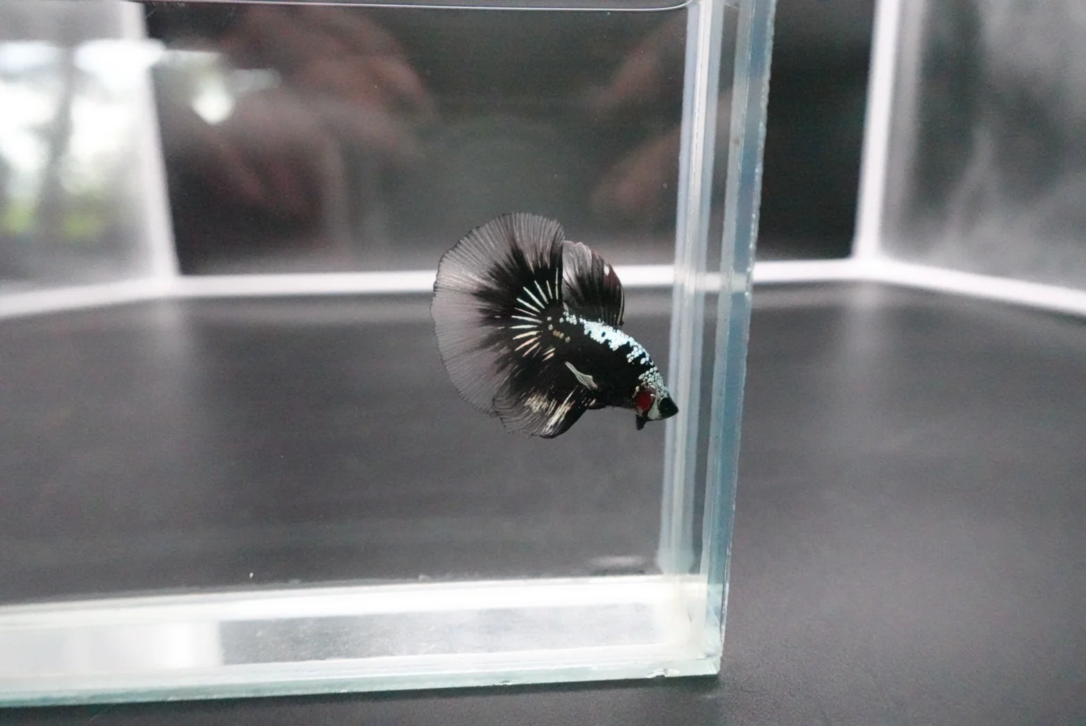 Rare Black Shadow Samurai Halfmoon Betta Fish (Male) - Image 3