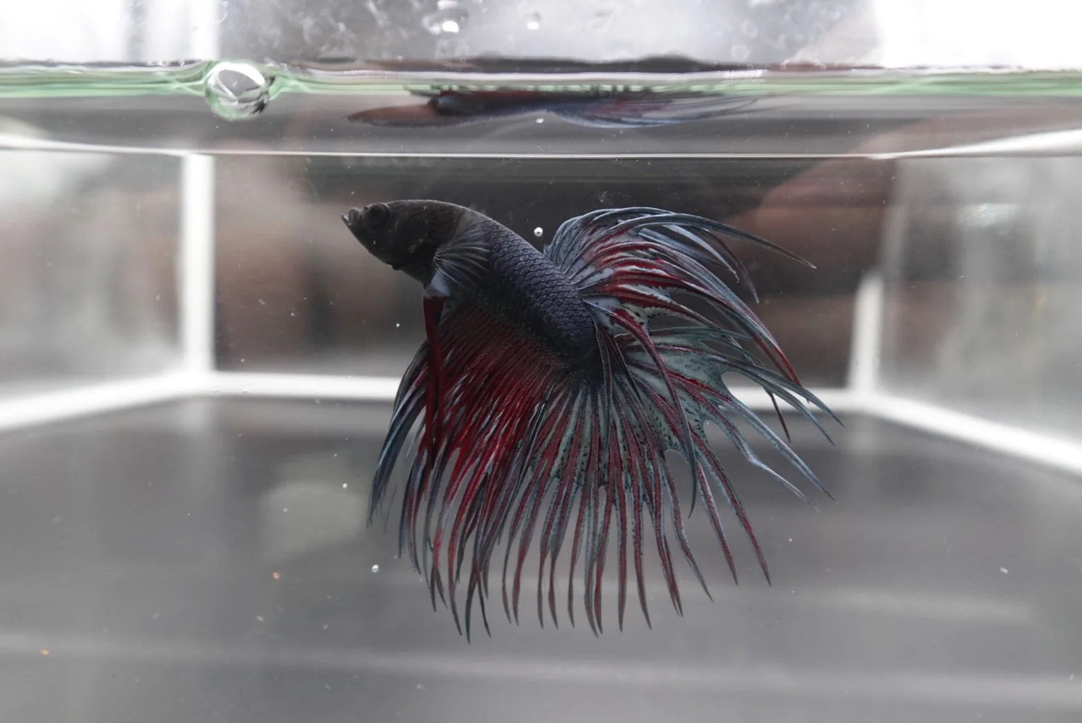 Rare Bloody Black Crowntail Betta Fish (MALE) - Image 3