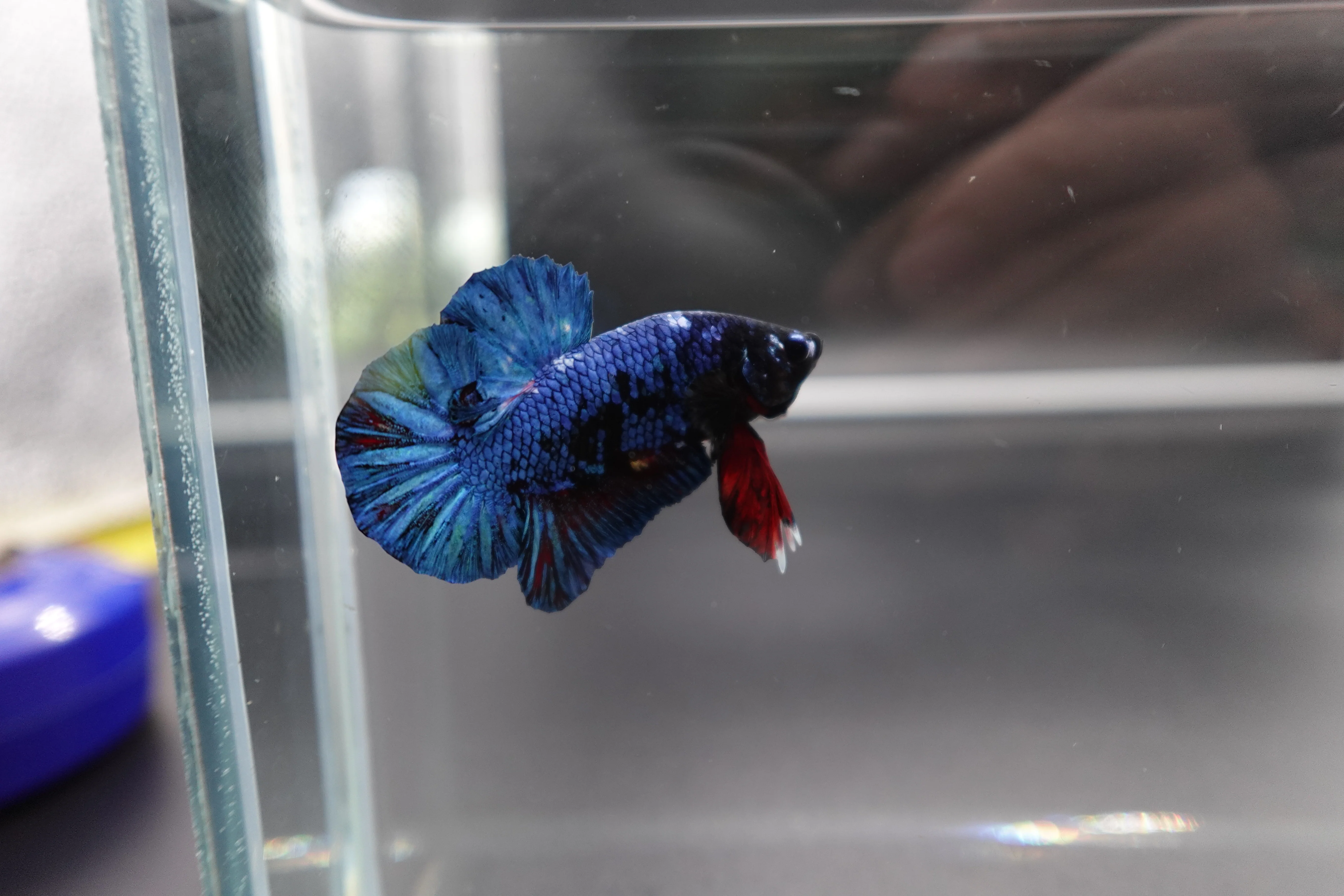 Rare Blue And Red Betta Fish (Male) - Image 3