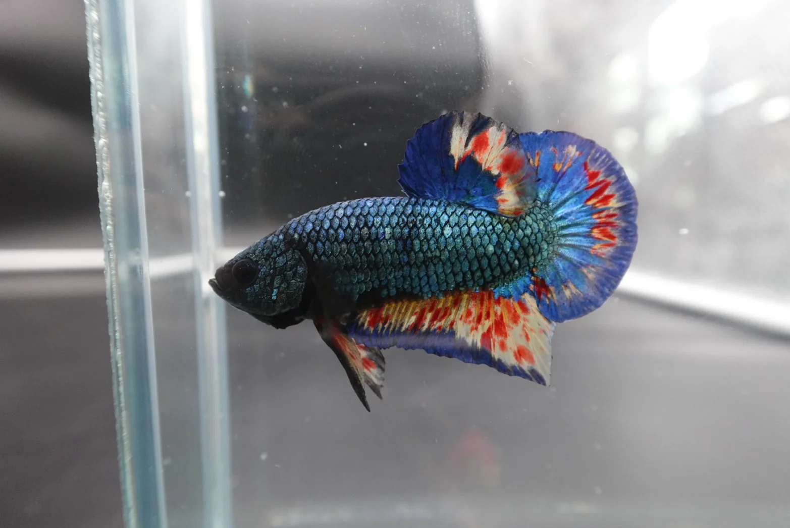 Rare Blue Copper Vanda Betta Fish (MALE) - Image 2