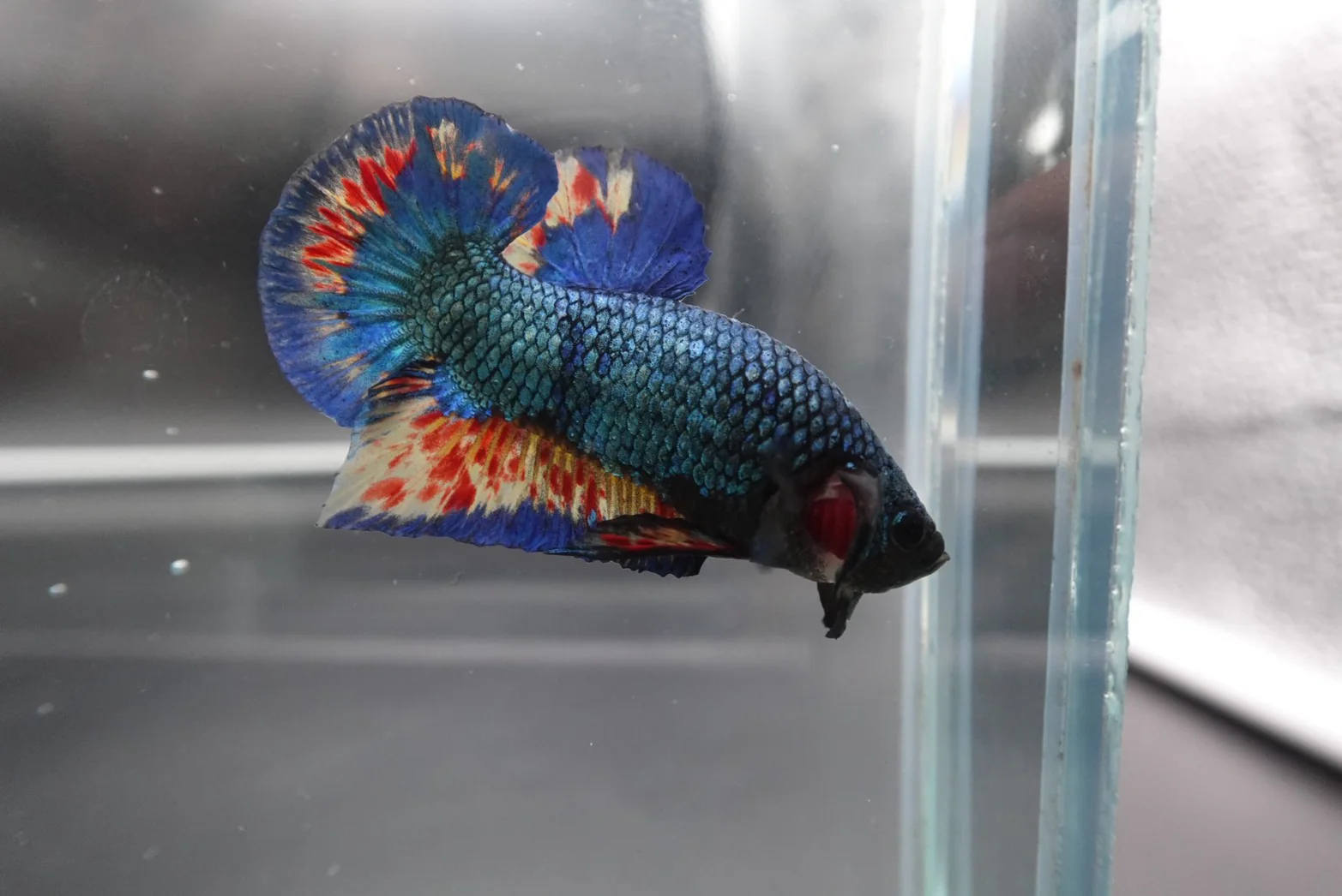 Rare Blue Copper Vanda Betta Fish (MALE) - Image 3