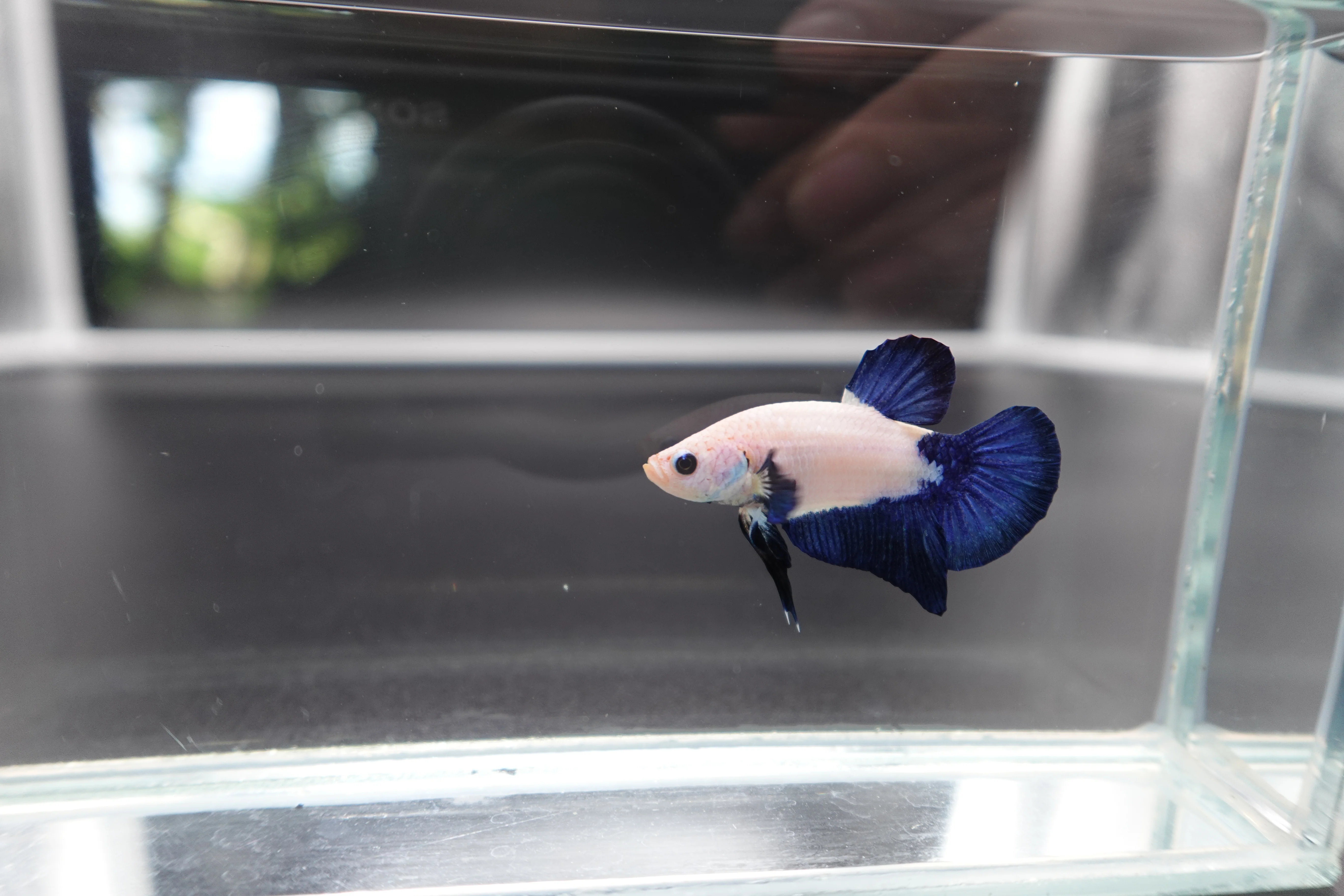 Rare Blue Marble Betta Fish (Male) - Image 2