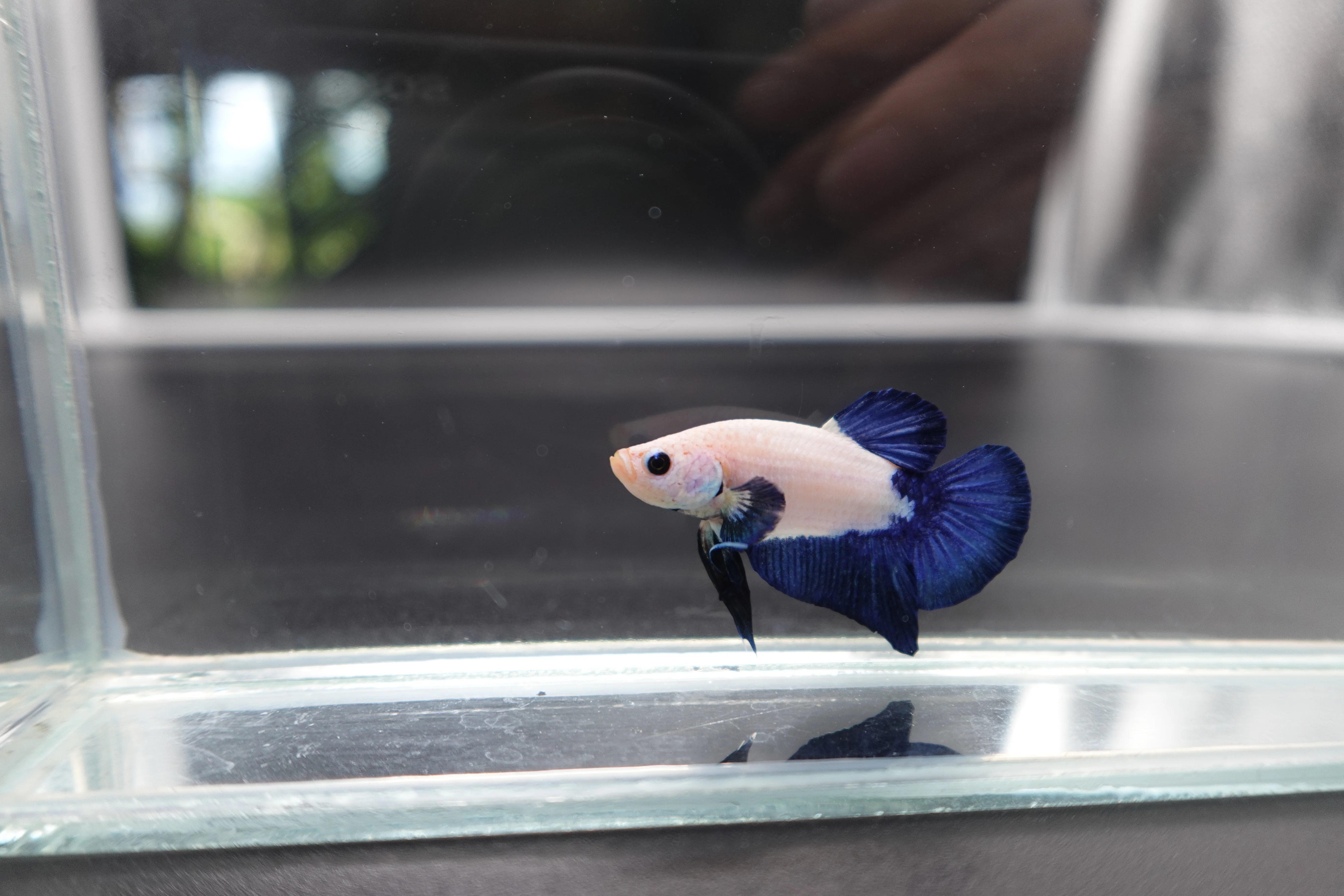 Rare Blue Marble Betta Fish (Male) - Image 3