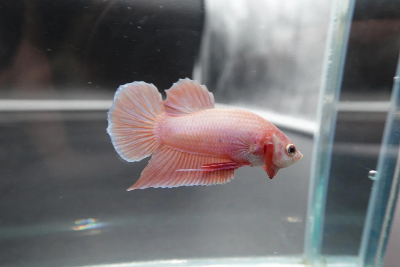 Rare Cherry Blossom Betta Fish (Male) - Image 3