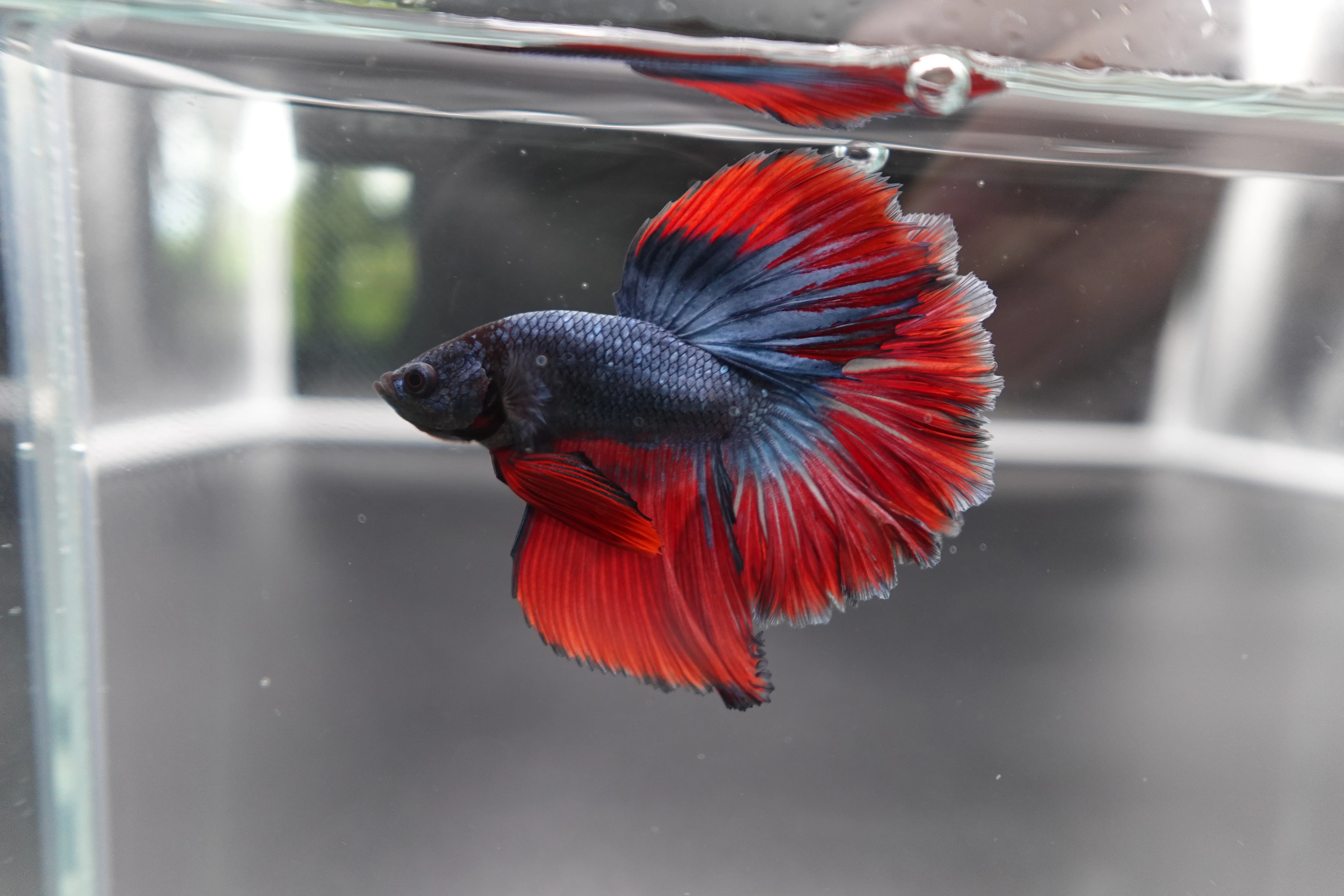 Rare Classic Halfmoon Betta Fish (Male) - Image 2