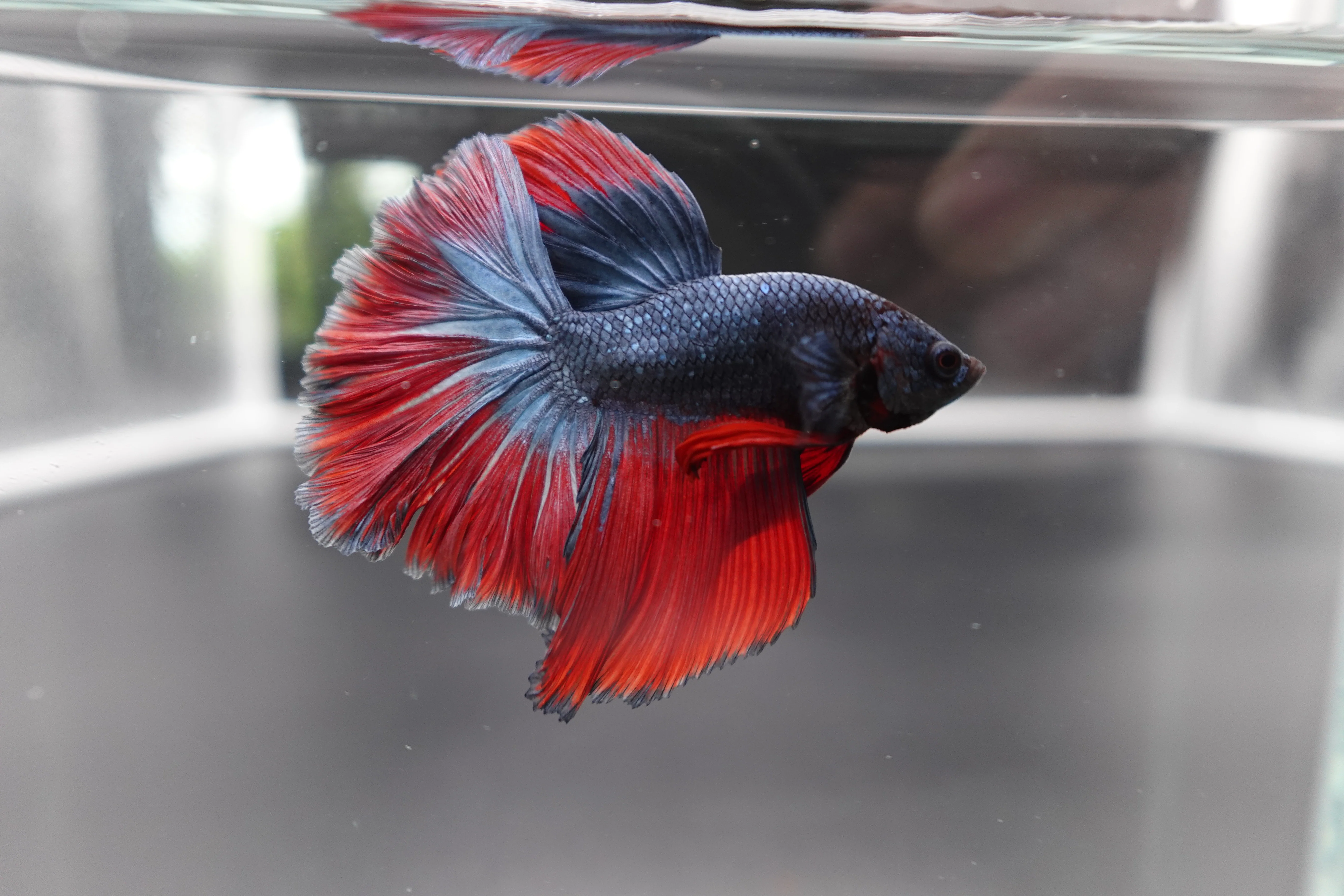 Rare Classic Halfmoon Betta Fish (Male) - Image 3