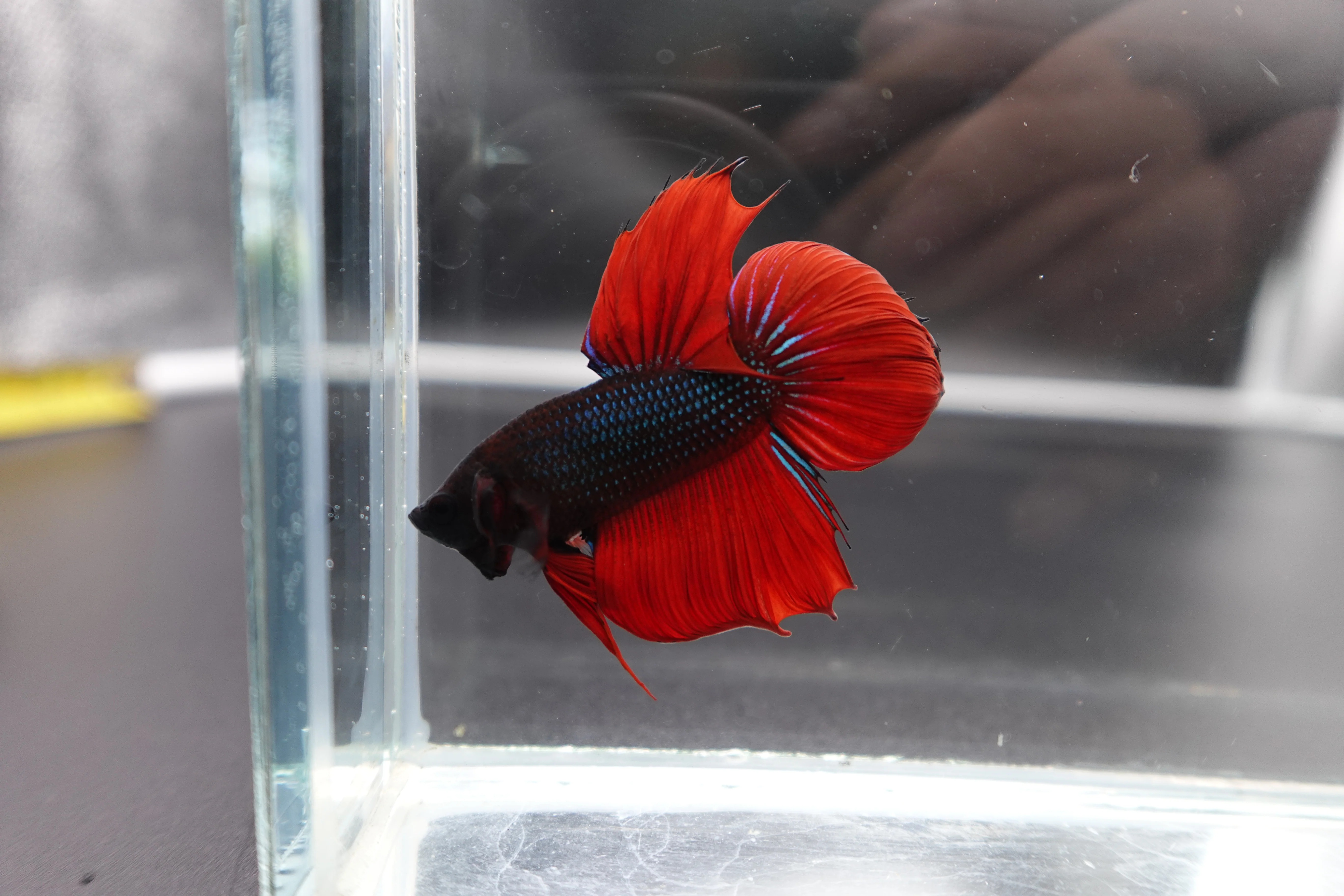 Rare Classic Veiltail Betta Fish (Male) - Image 3